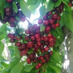 Finca en la Vega de Fiñana