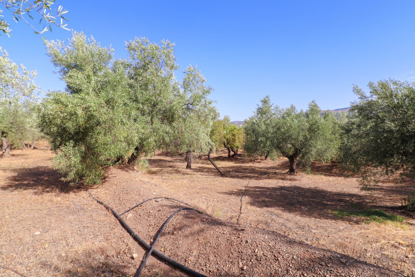 SE VENDE FINCA DE REGADIO EN PRODUCION CON CORTIJO EN ABRUCENA