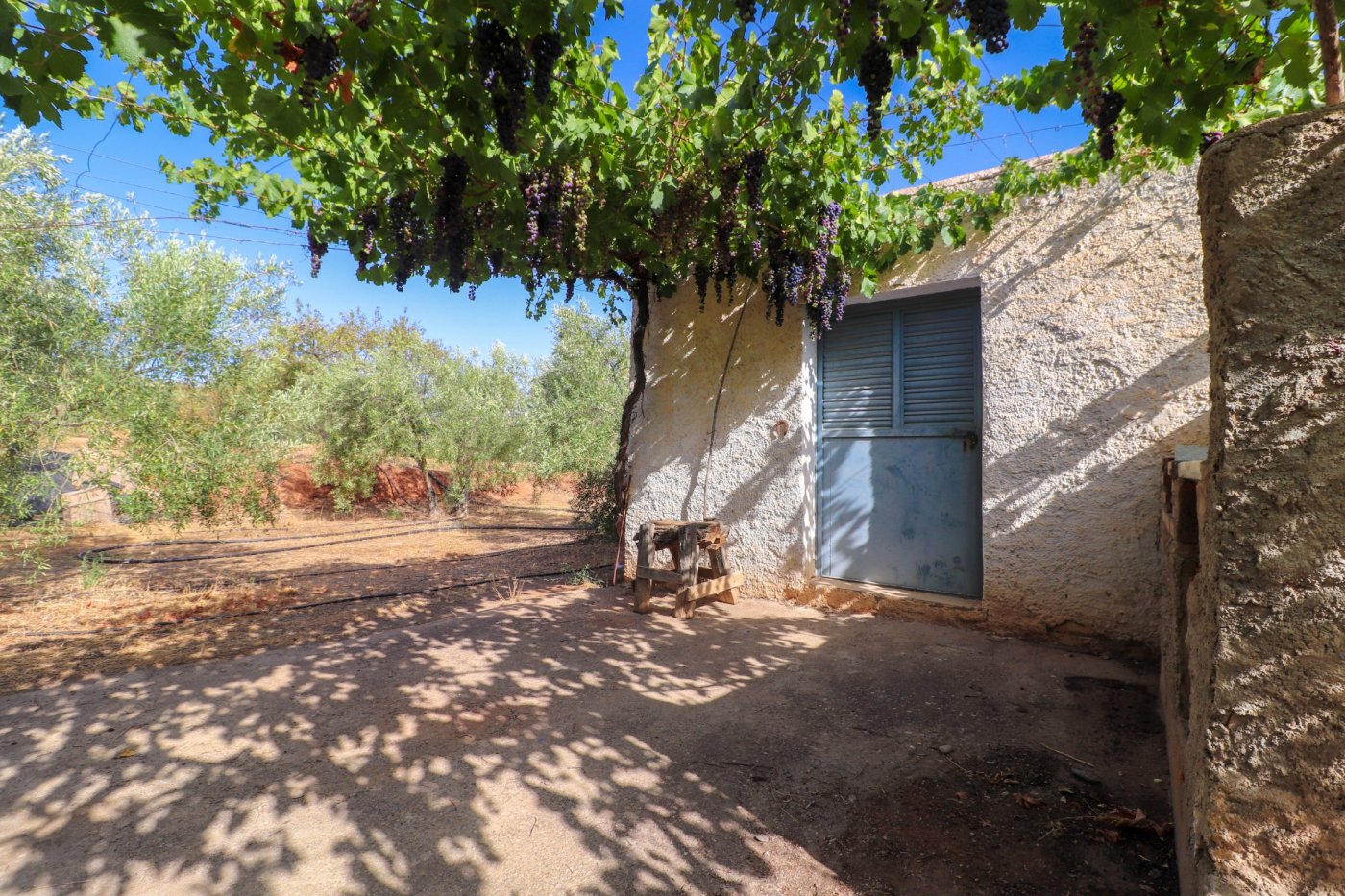 SE VENDE FINCA DE REGADIO EN PRODUCION CON CORTIJO EN ABRUCENA