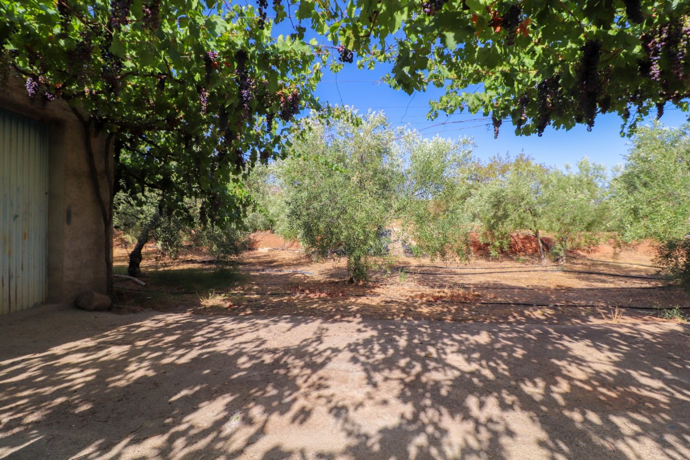 SE VENDE FINCA DE REGADIO EN PRODUCION CON CORTIJO EN ABRUCENA