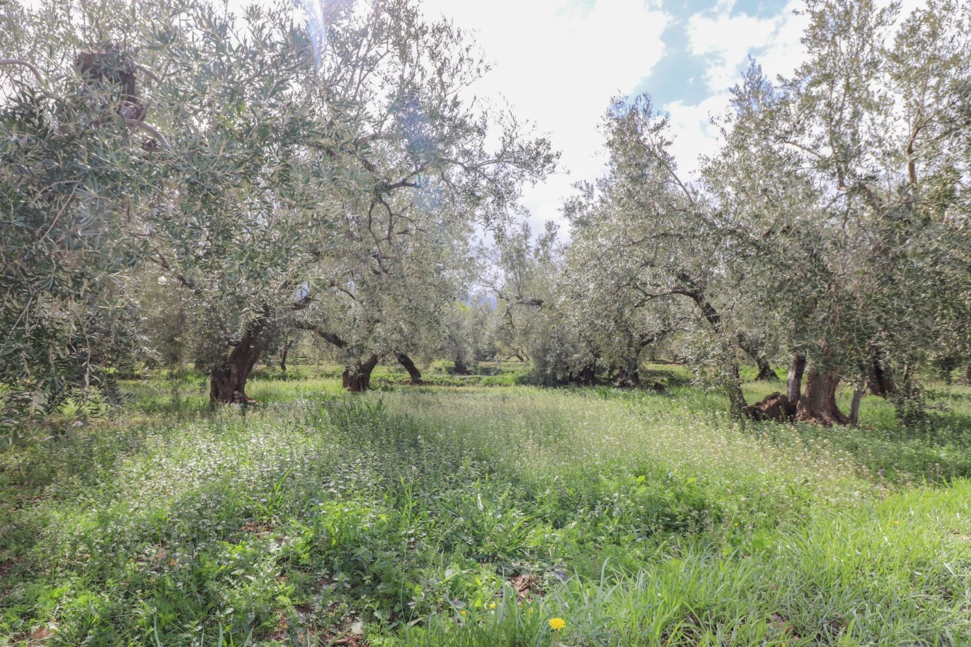 FINCA DE OLIVOS Y ALMENDROS EN FIÑANA