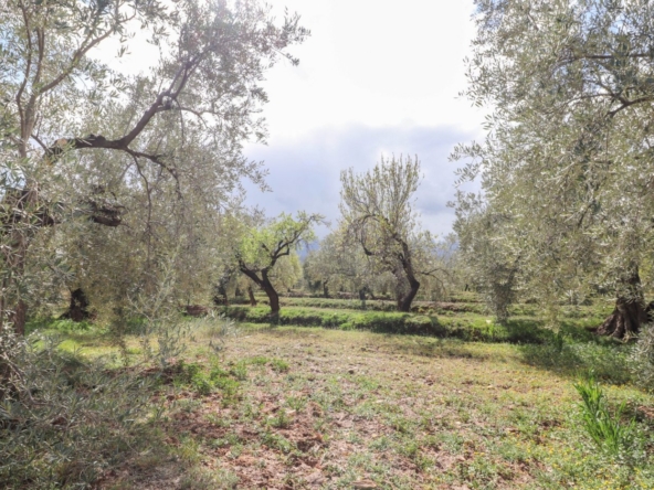 FINCA DE OLIVOS Y ALMENDROS EN FIÑANA