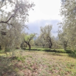 FINCA DE OLIVOS Y ALMENDROS EN FIÑANA