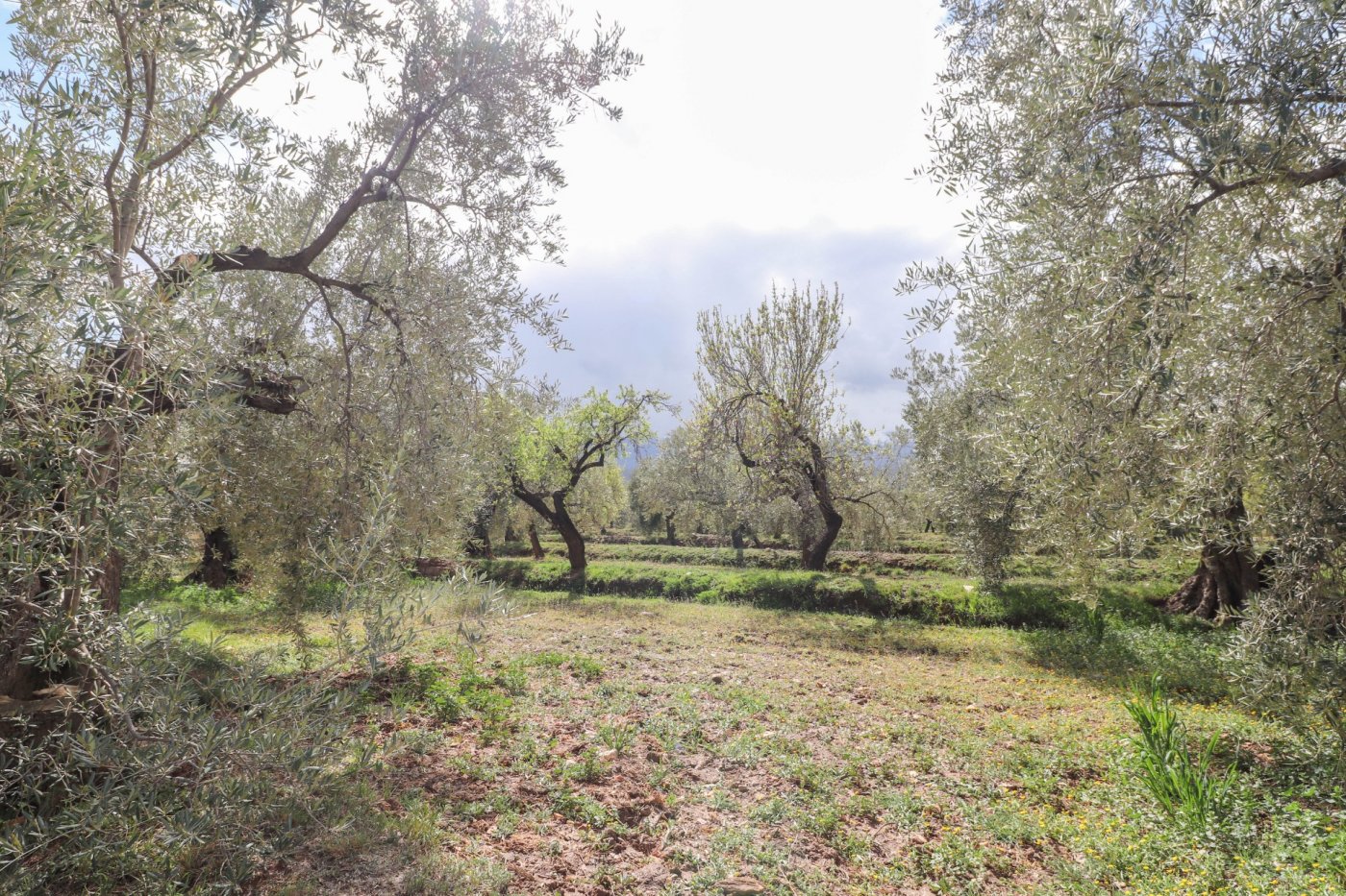 FINCA DE OLIVOS Y ALMENDROS EN FIÑANA