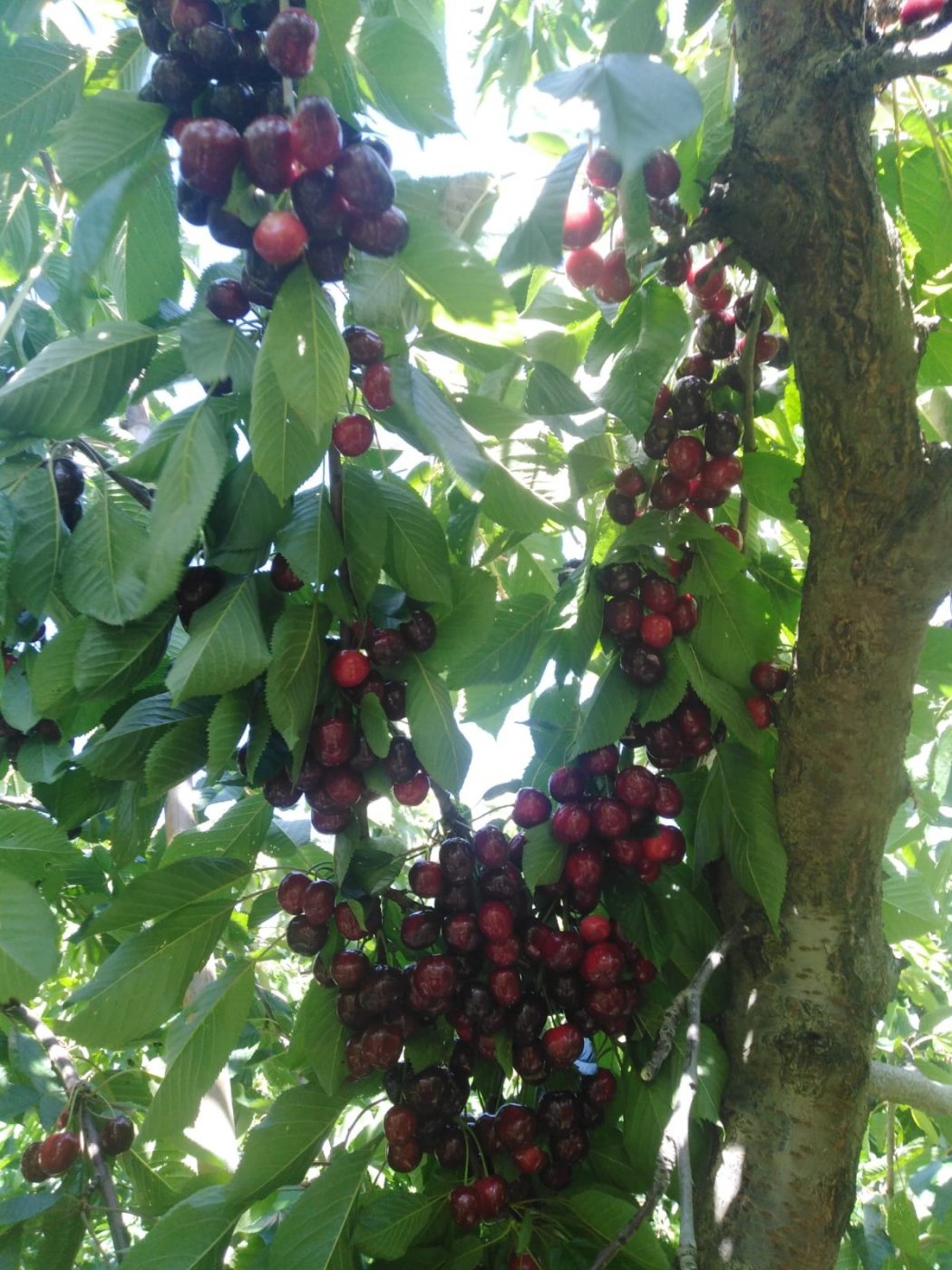 Finca en la Vega de Abrucena