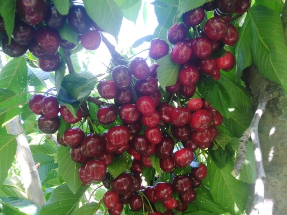 Finca en la Vega de Abrucena