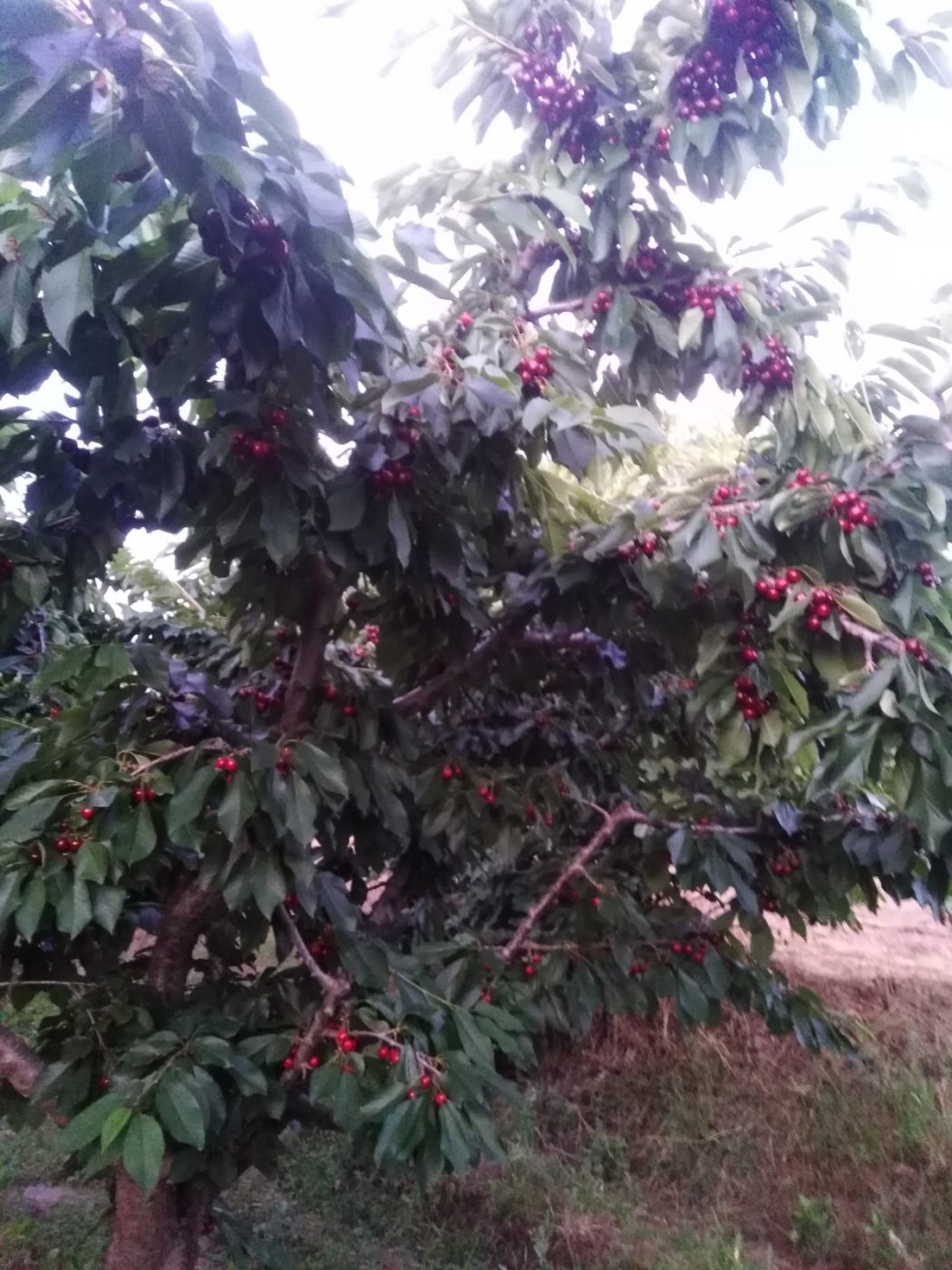 Finca en la Vega de Abrucena