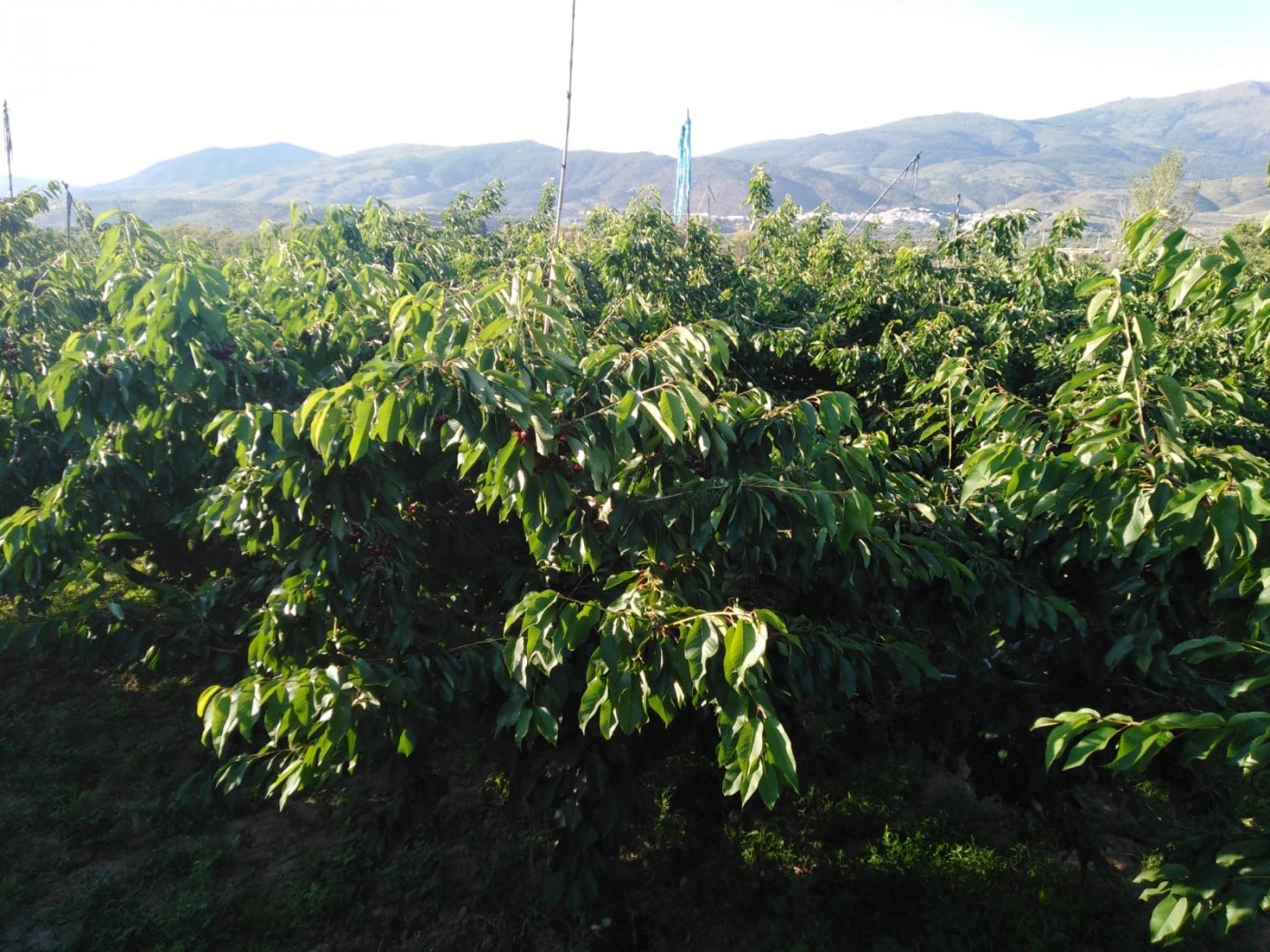 Finca en la Vega de Abrucena