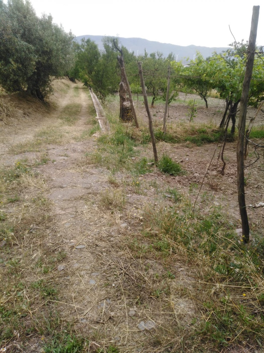 Finca en la Vega de Abrucena