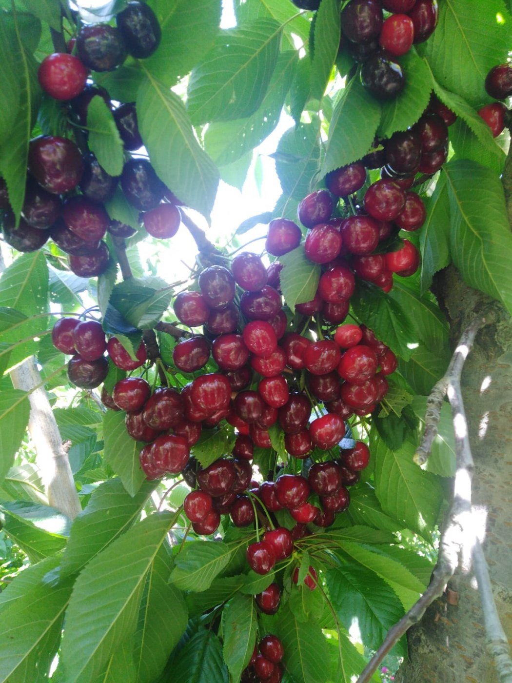 Finca en la Vega de Abrucena