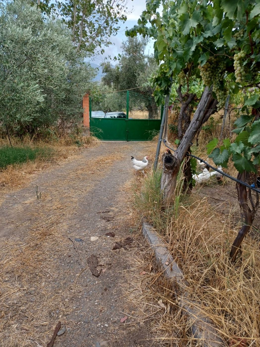 SE VENDE CASA CON PARCELA EN LA VEGA DE ABRUCENA