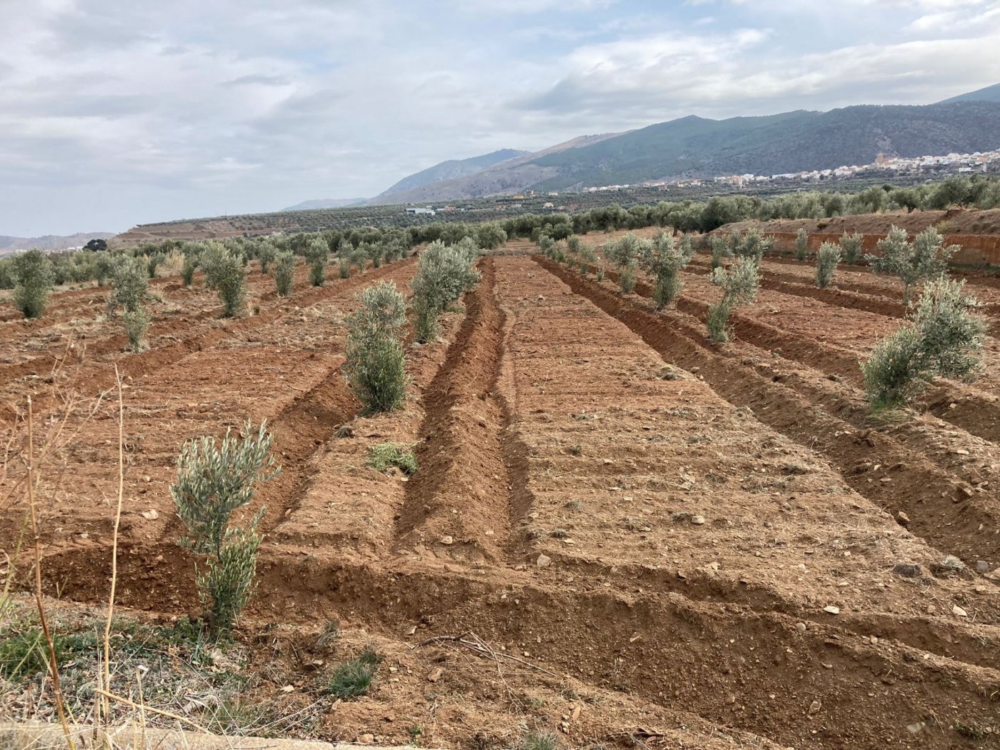 SE  VENDE FINCA RUSTICA CON OLIVOS EN ABRUCENA