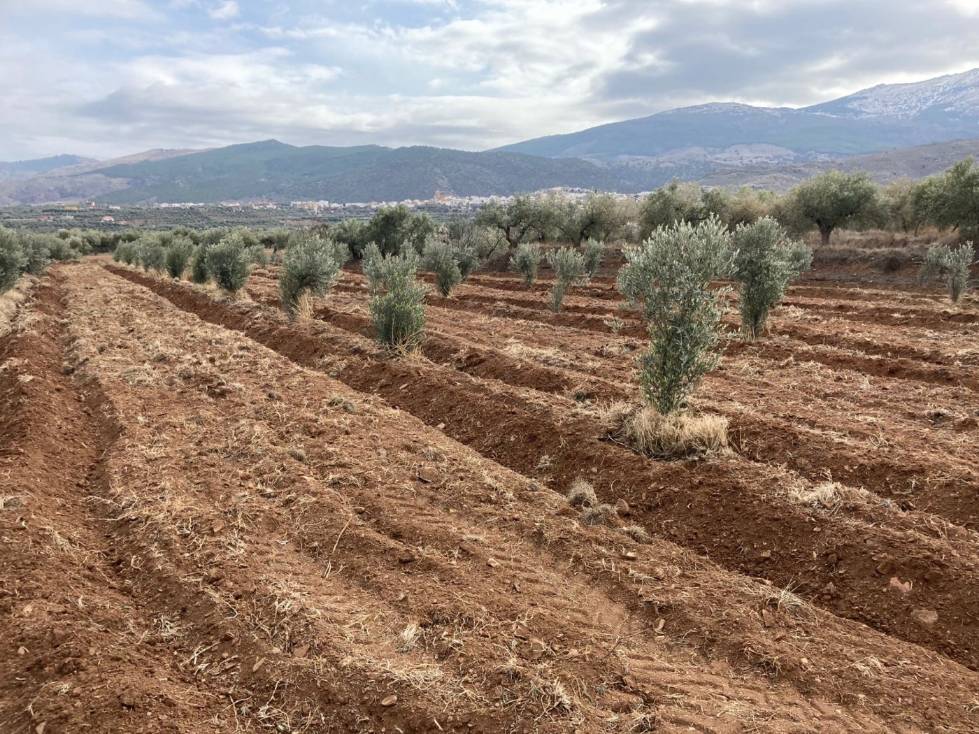 SE  VENDE FINCA RUSTICA CON OLIVOS EN ABRUCENA