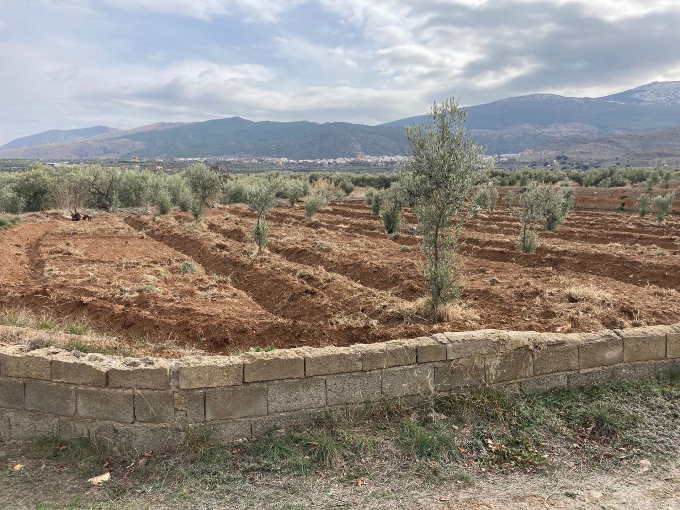 SE  VENDE FINCA RUSTICA CON OLIVOS EN ABRUCENA