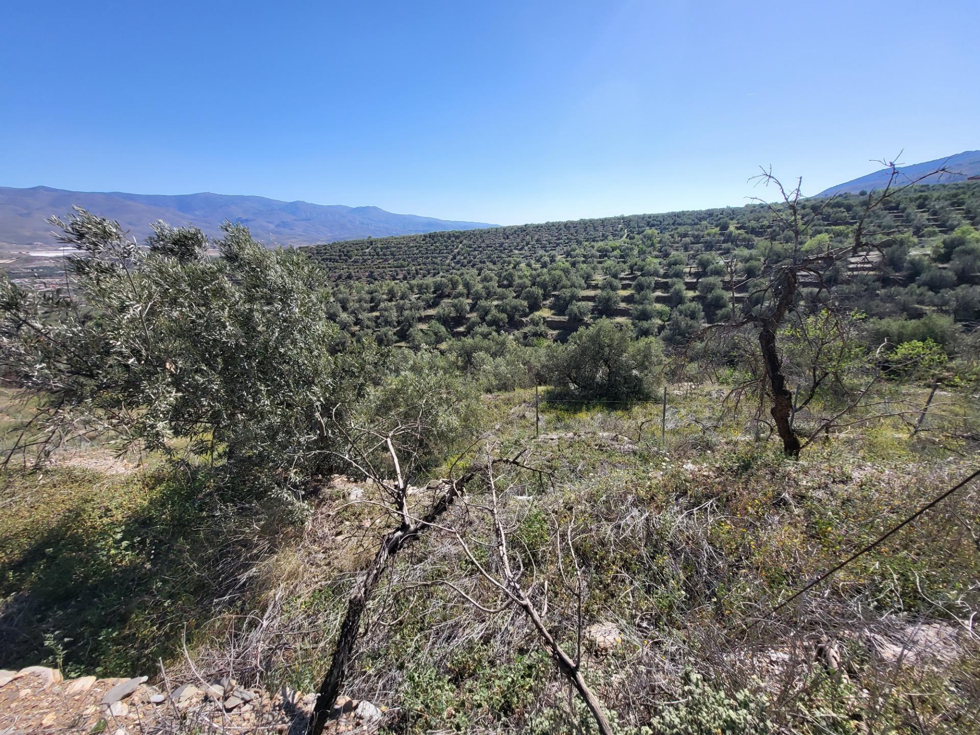 SE VENDE TERRENO CON ALMACEN Y OLIVOS EN ABRUCENA