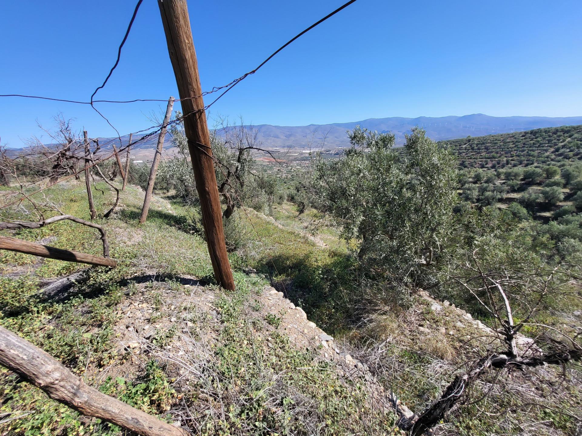 SE VENDE TERRENO CON ALMACEN Y OLIVOS EN ABRUCENA