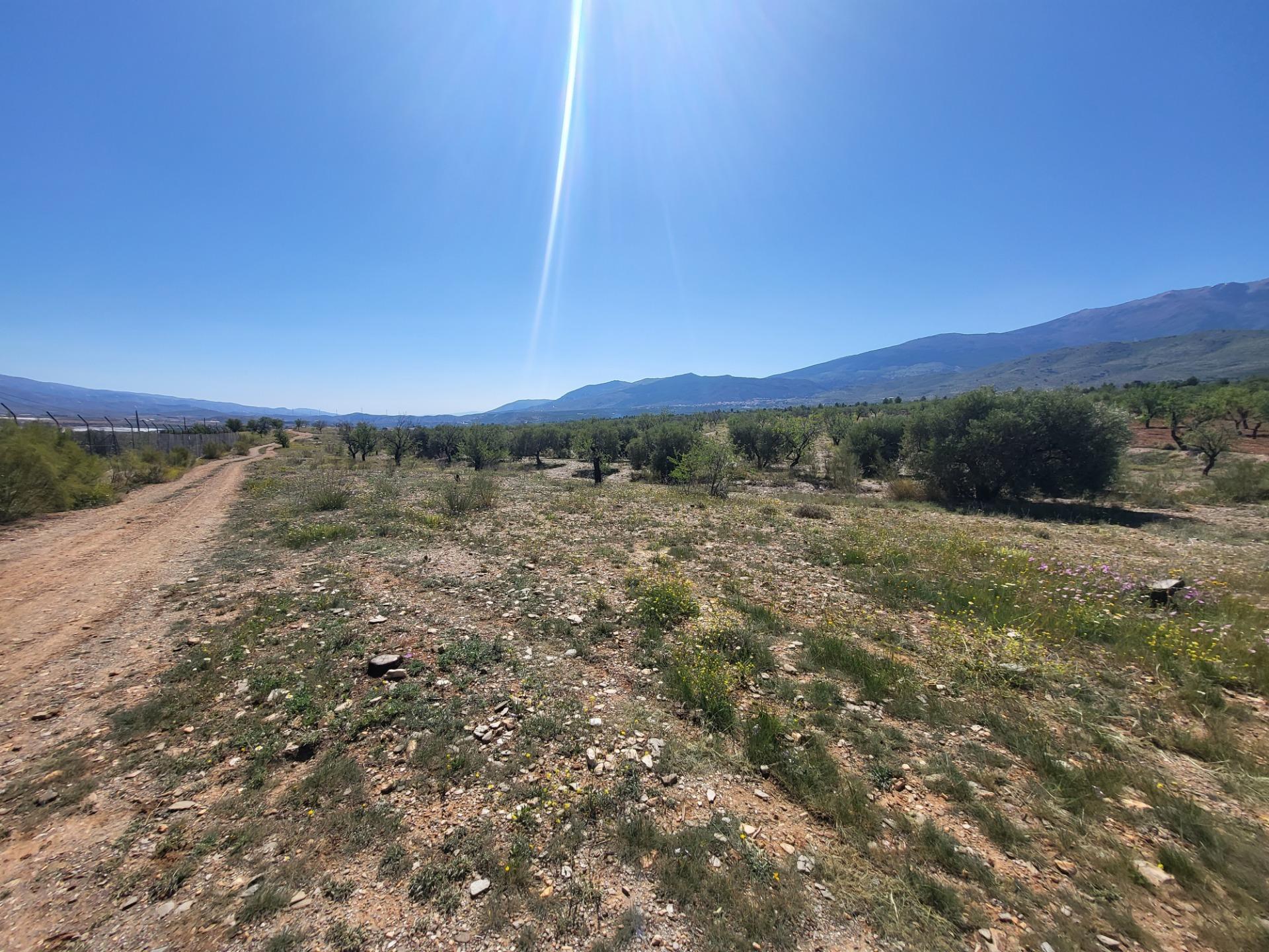 SE VENDE PARCELA  RUSTICA EN ABRUCENA  ZONA CAMPILLO