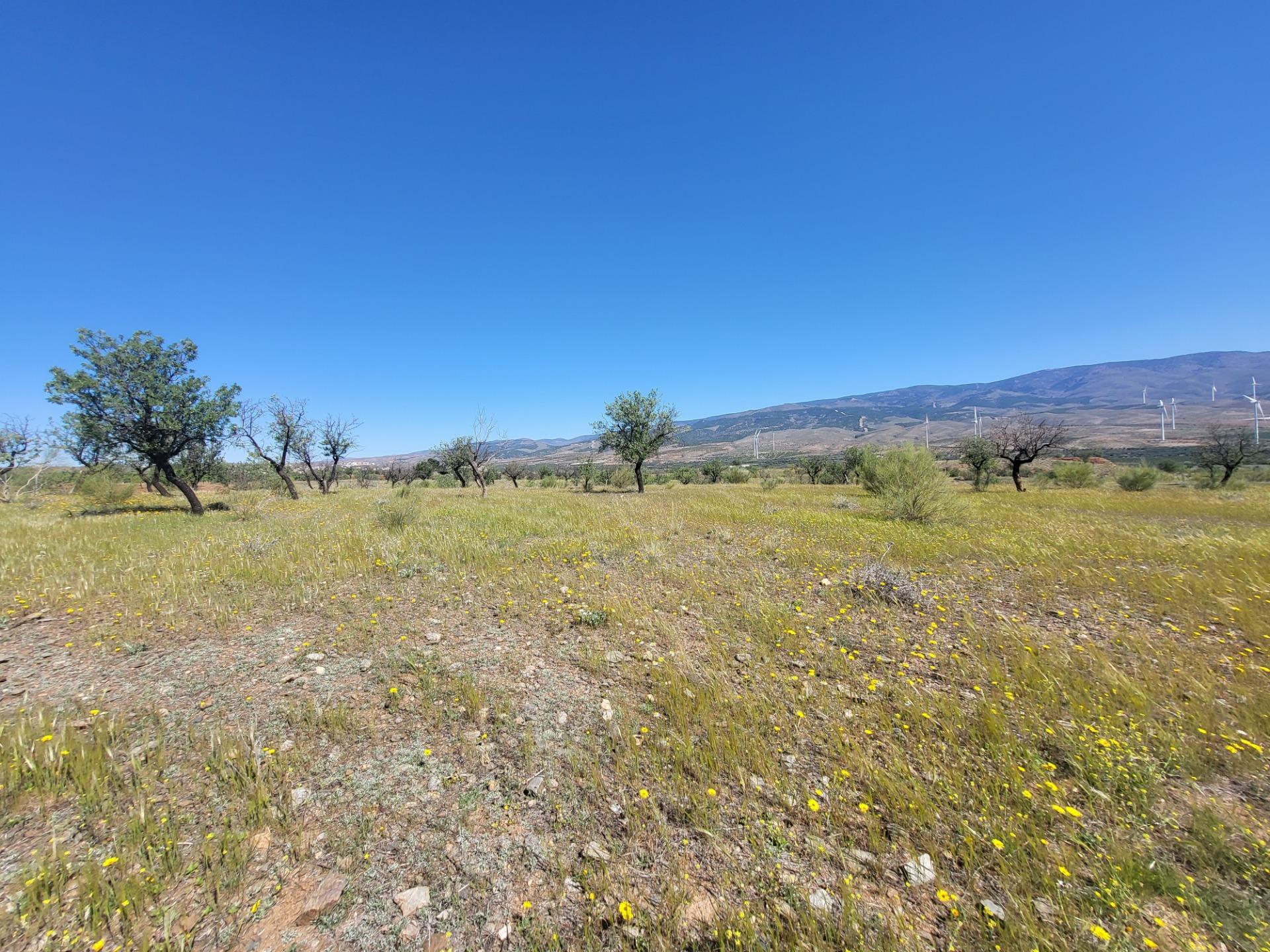 SE VENDE PARCELA  RUSTICA EN ABRUCENA  ZONA CAMPILLO