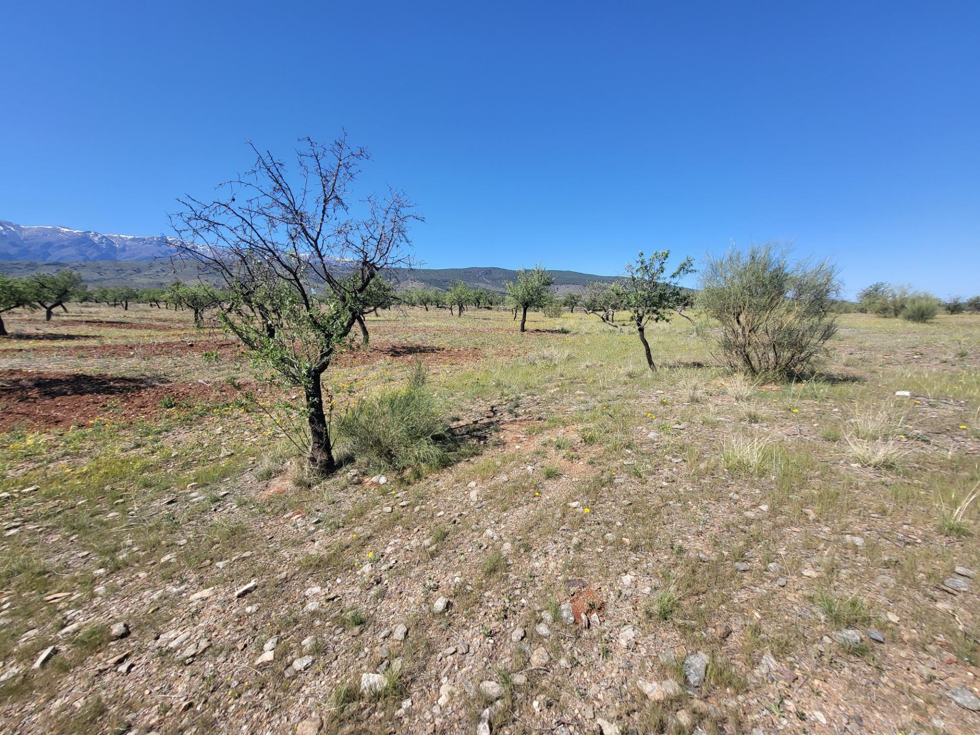 SE VENDE PARCELA  RUSTICA EN ABRUCENA  ZONA CAMPILLO