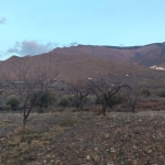 TERRENO CON OLIVOS EN SENÉS