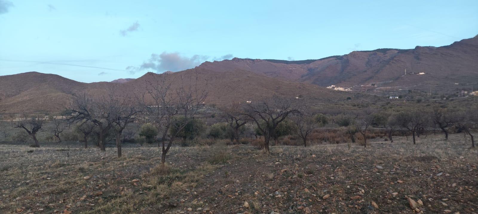 TERRENO CON OLIVOS EN SENÉS