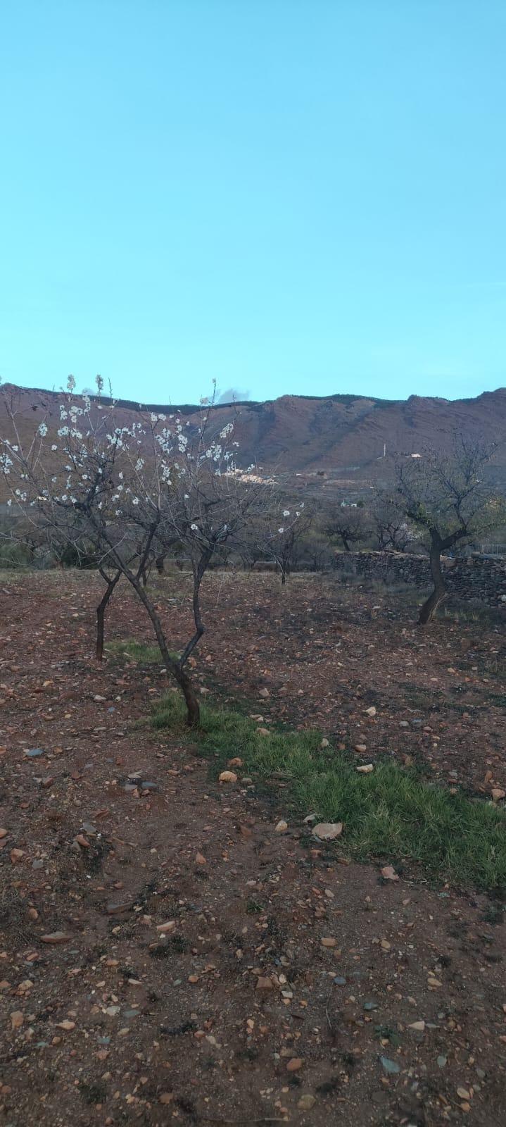 TERRENO CON OLIVOS EN SENÉS