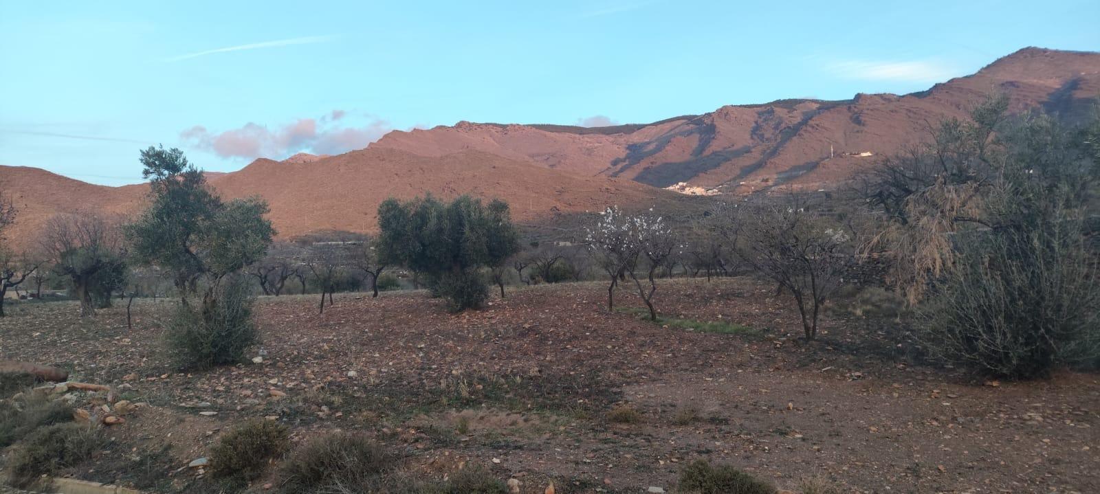 TERRENO CON OLIVOS EN SENÉS