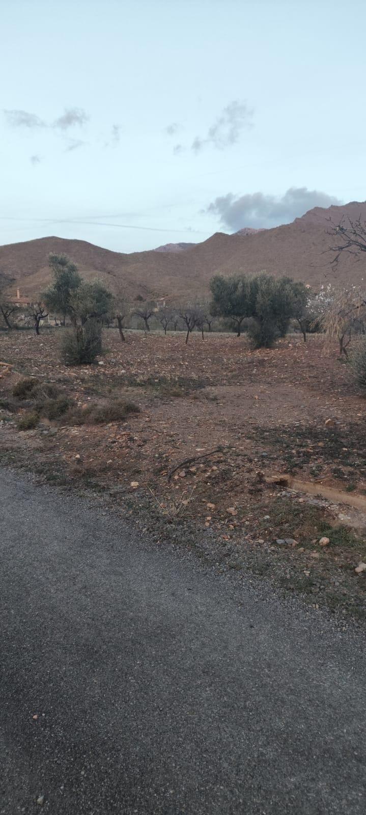 TERRENO CON OLIVOS EN SENÉS