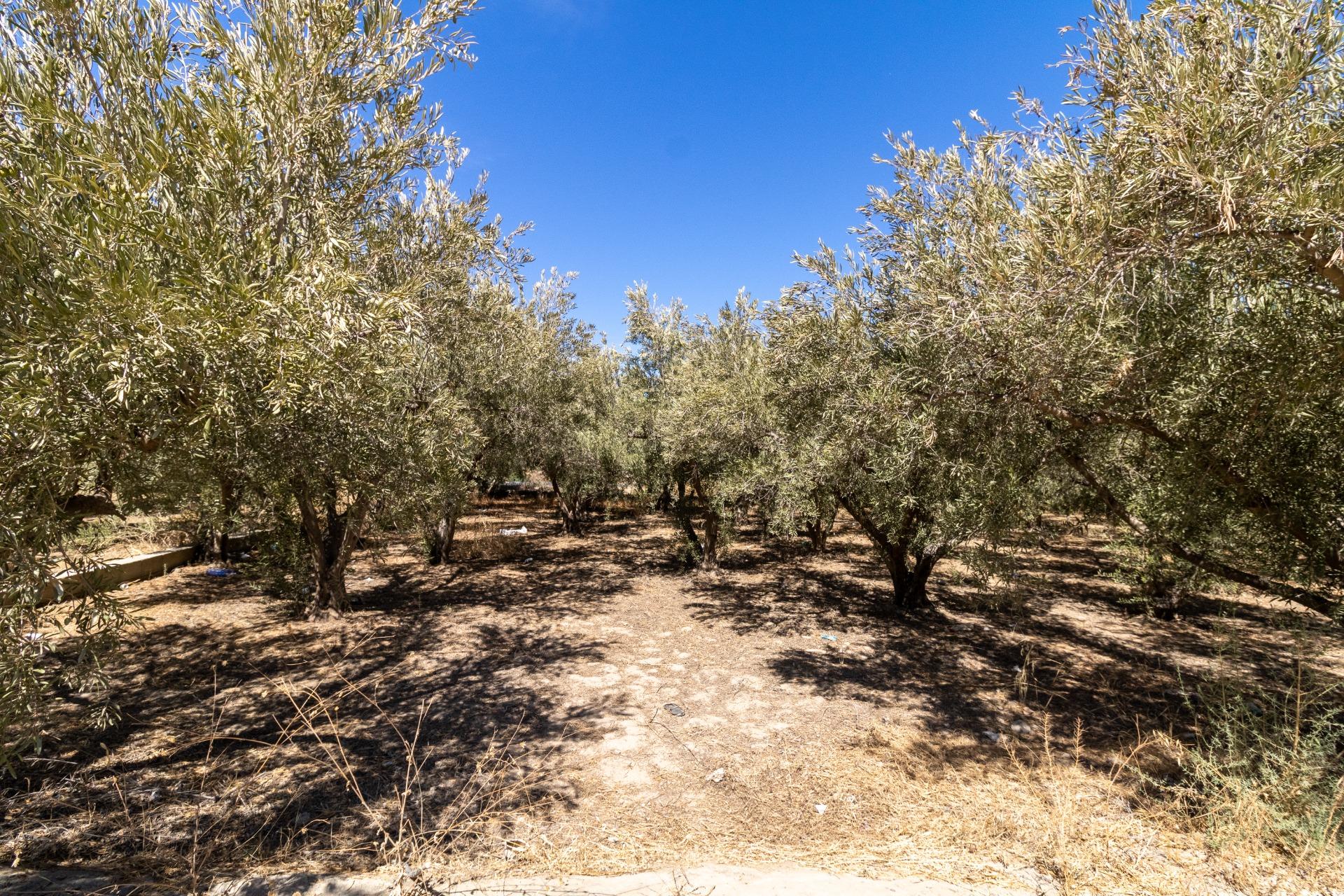 TERRENO RUSTICO EN GÁDOR