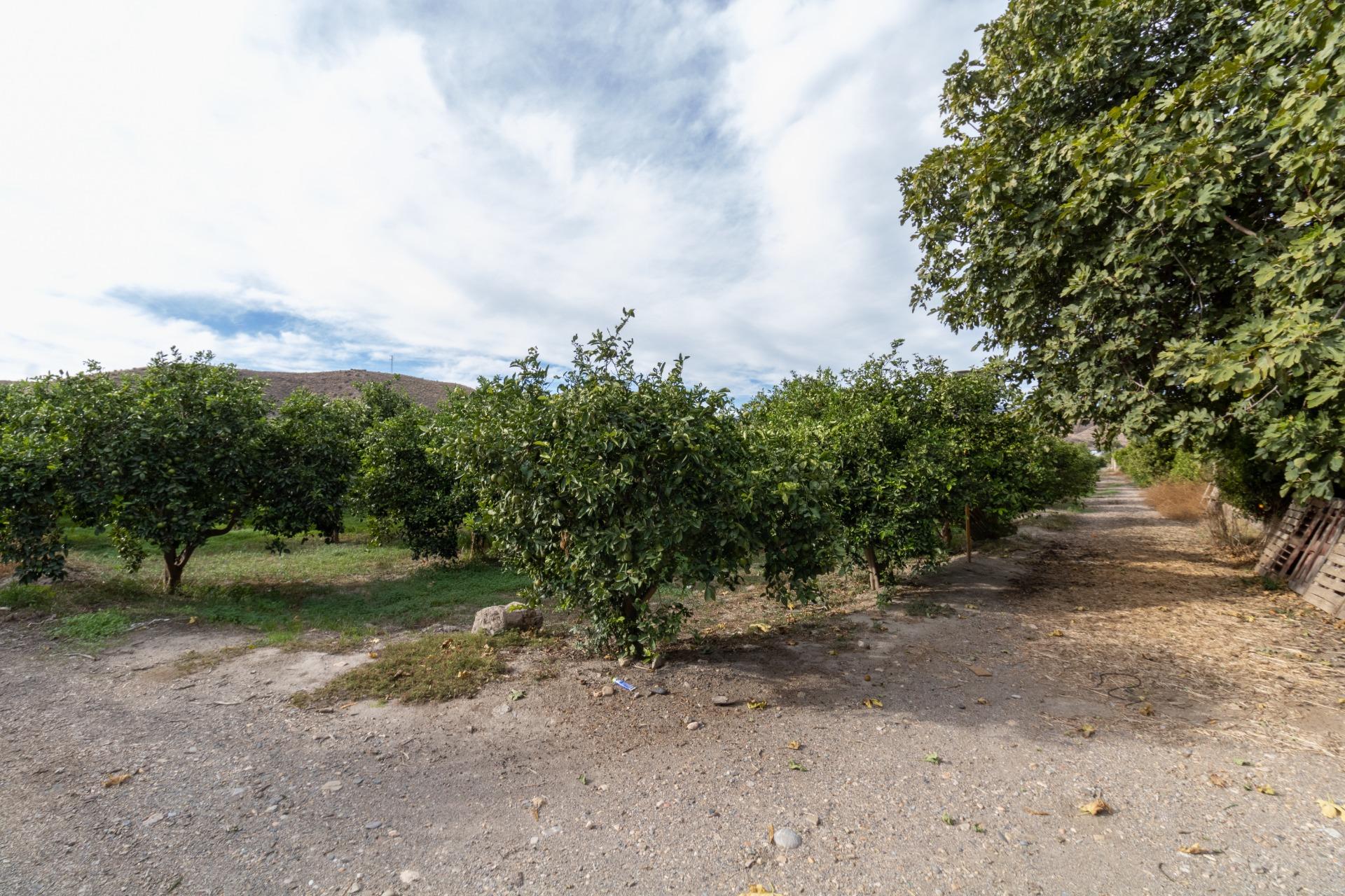 VENTA DE FINCA AGRÍCOLA EN SANTA FE DE MONDÚJAR (ALMERÍA) en Santa Fe de Mondujar foto 2 VENTA DE FINCA AGRÍCOLA EN SANTA FE DE MONDÚJAR (ALMERÍA)