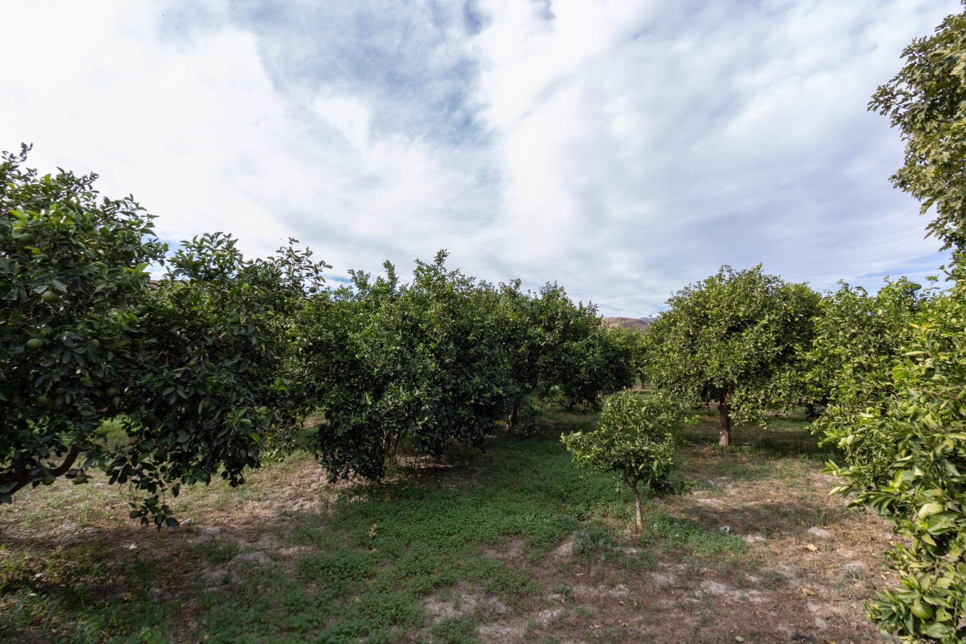 VENTA DE FINCA AGRÍCOLA EN SANTA FE DE MONDÚJAR (ALMERÍA) en Santa Fe de Mondujar foto 4 VENTA DE FINCA AGRÍCOLA EN SANTA FE DE MONDÚJAR (ALMERÍA)