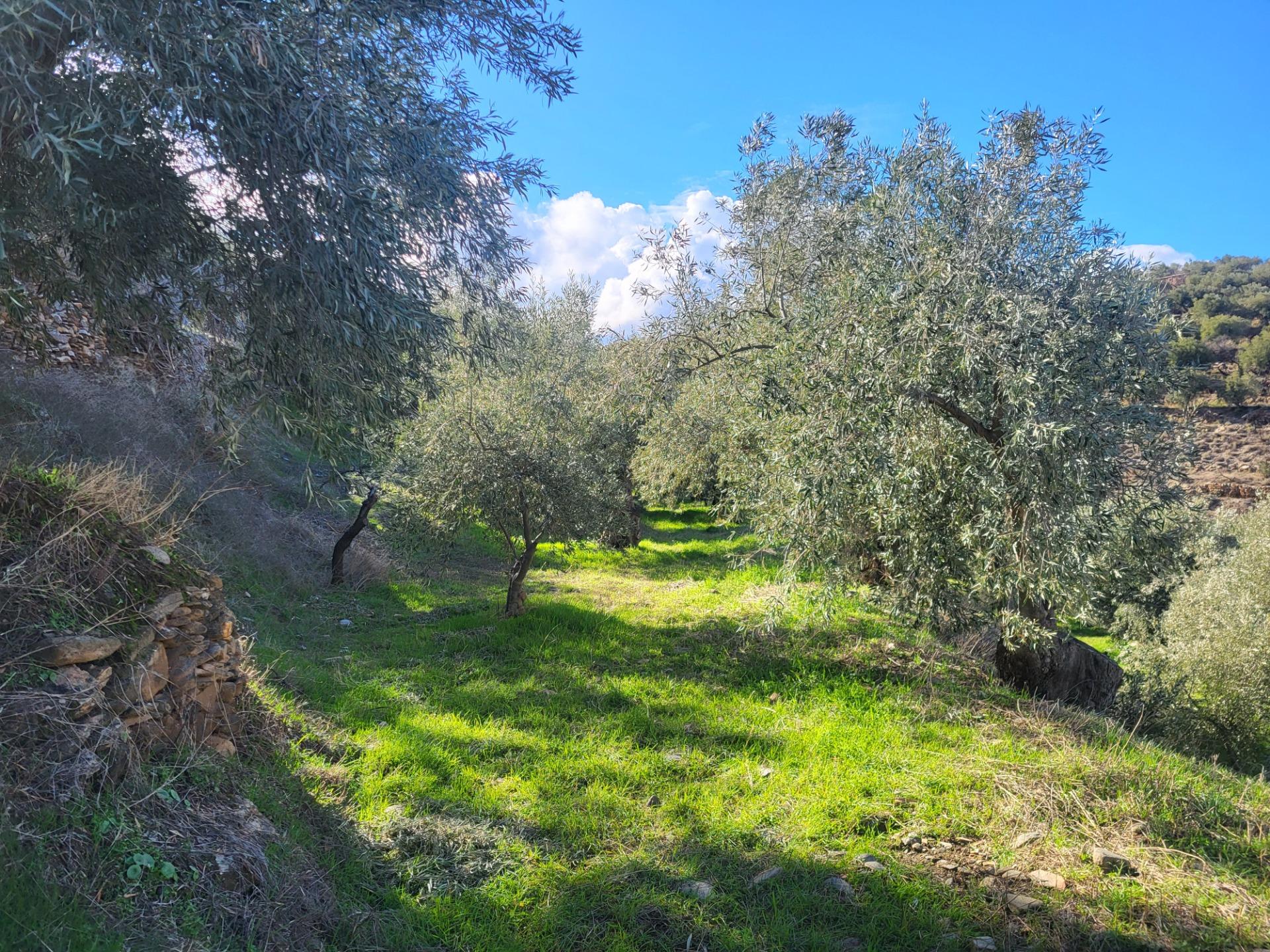 SE VENDE PARCELA CON 200 OLIVOS EN ABRUCENA . en Abrucena foto 2 SE VENDE PARCELA CON 200 OLIVOS EN ABRUCENA .