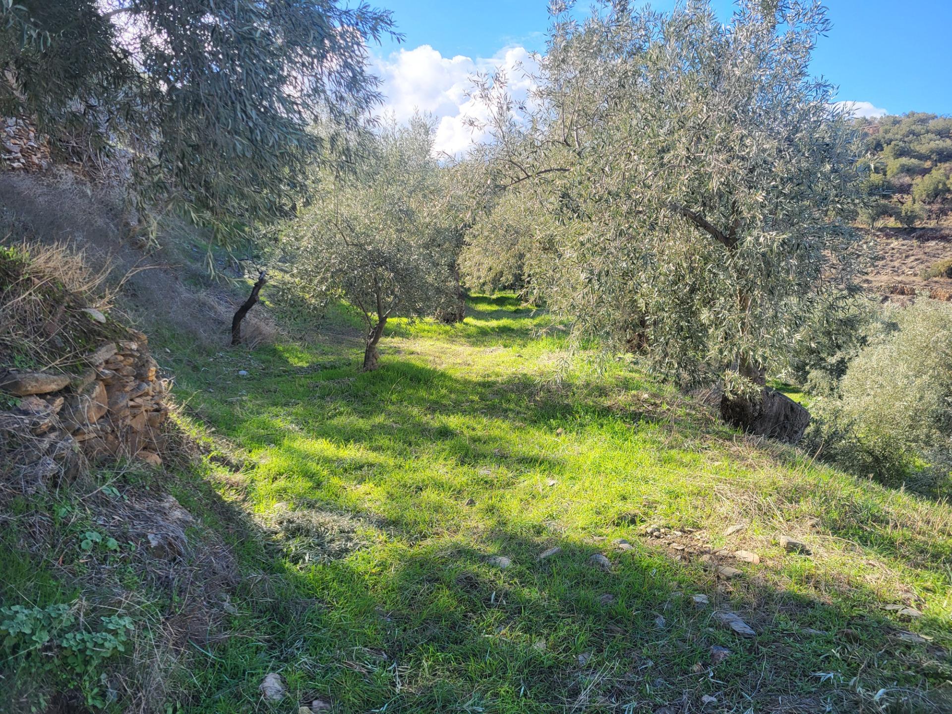 SE VENDE PARCELA CON 200 OLIVOS EN ABRUCENA . en Abrucena foto 3 SE VENDE PARCELA CON 200 OLIVOS EN ABRUCENA .