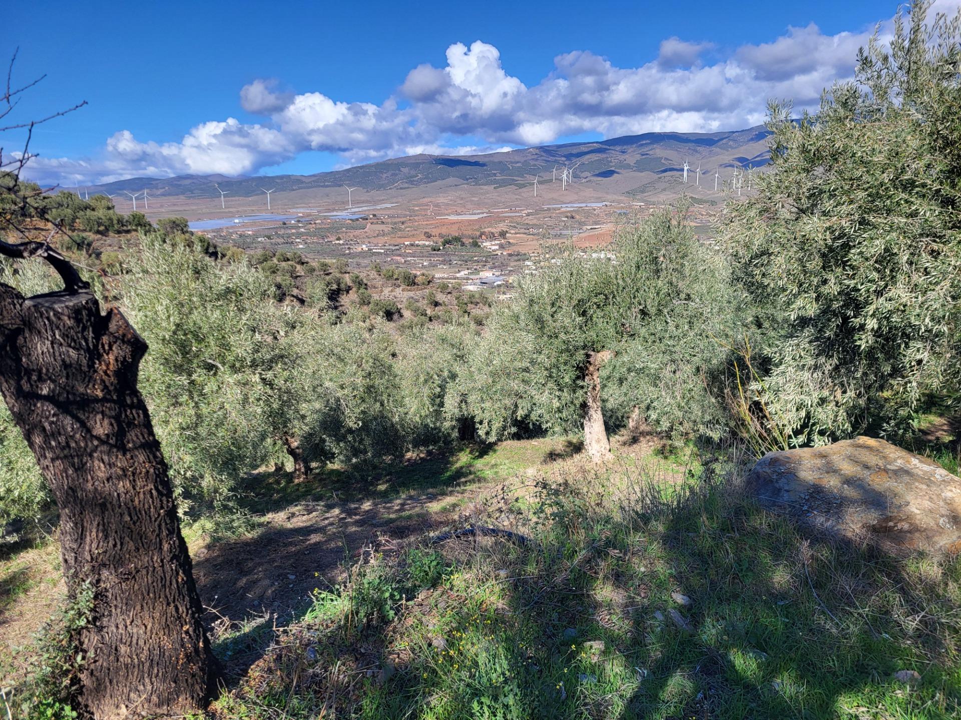 SE VENDE PARCELA CON 200 OLIVOS EN ABRUCENA . en Abrucena foto 5 SE VENDE PARCELA CON 200 OLIVOS EN ABRUCENA .