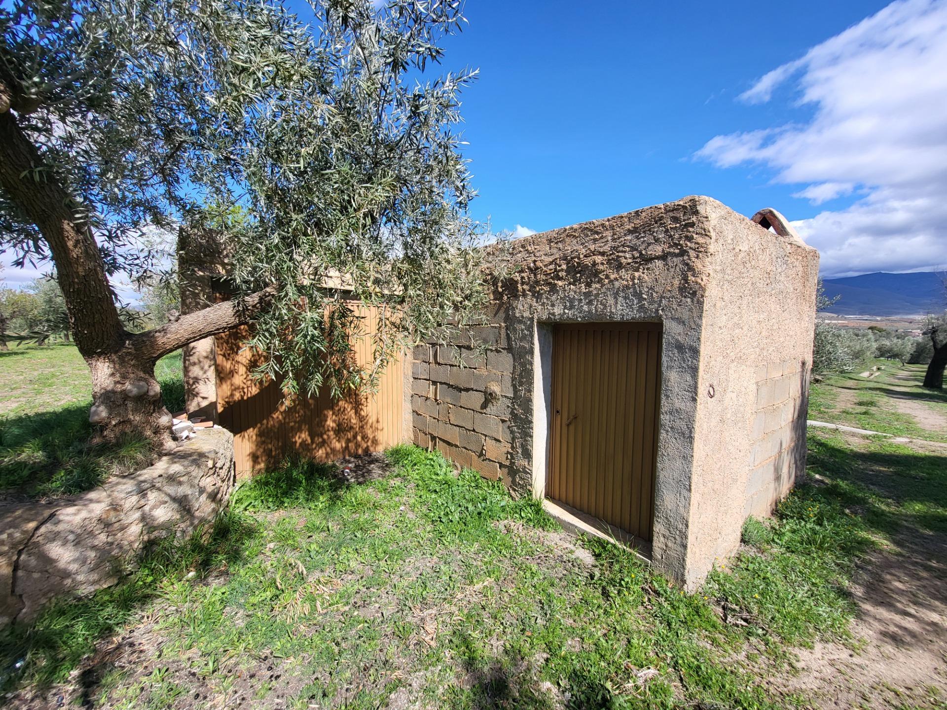 SE VENDE PARCELA DE OLIVOS CON ALMACEN DE APEROS