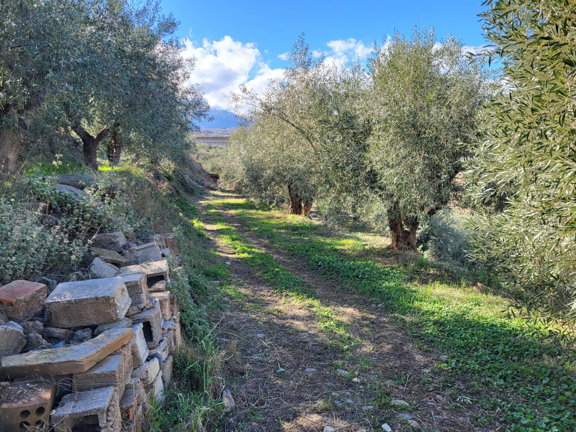 SE VENDE PARCELA CON 200 OLIVOS EN ABRUCENA .