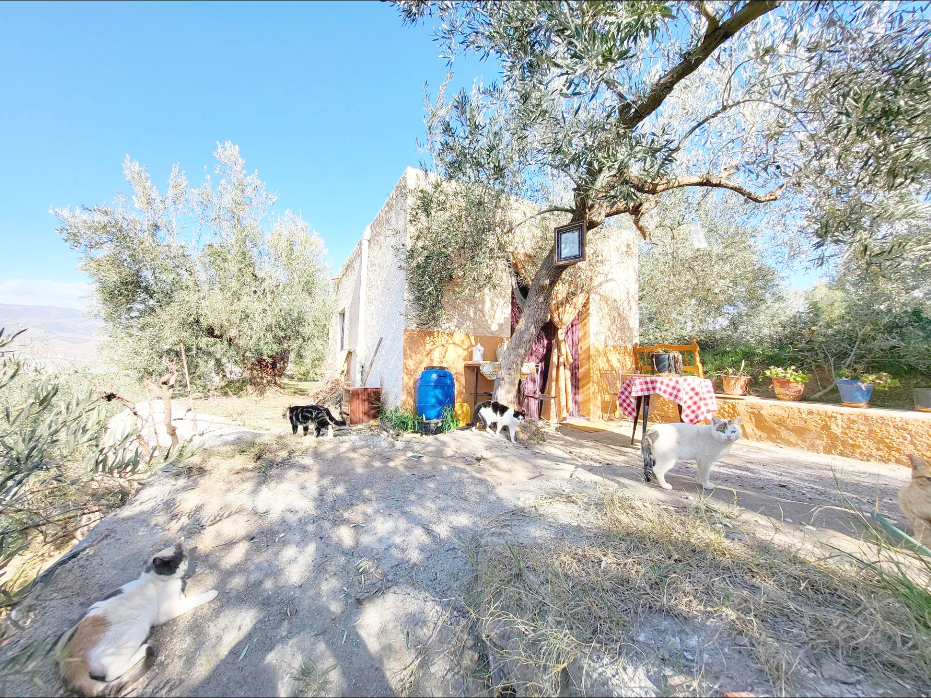 SE VENDE PARCELA CON ALMACEN EN ZONA CAMPILLO DE ABRUCENA