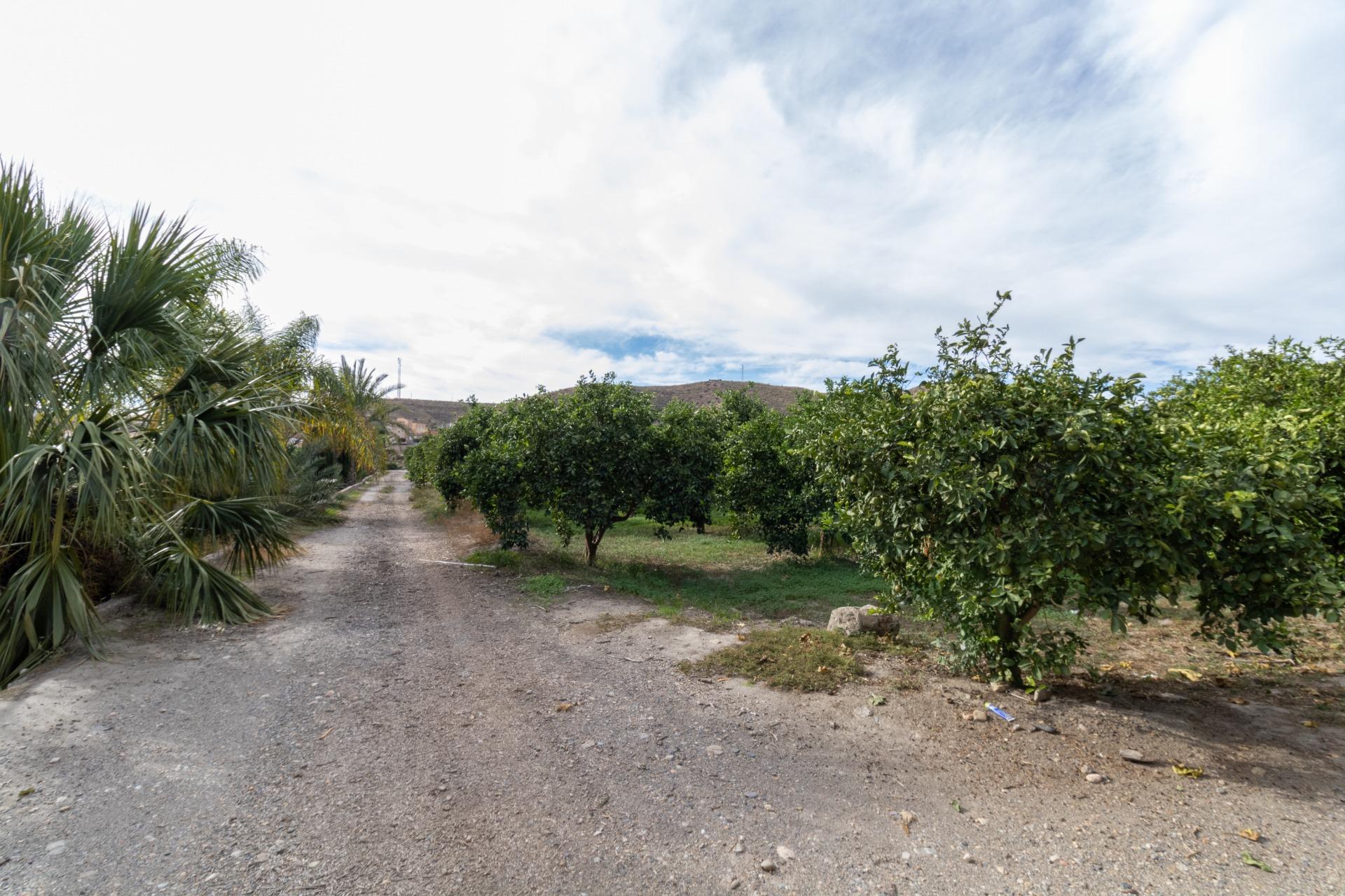 VENTA DE FINCA AGRÍCOLA EN SANTA FE DE MONDÚJAR – ALMERÍA en Santa Fe de Mondujar foto 3 VENTA DE FINCA AGRÍCOLA EN SANTA FE DE MONDÚJAR - ALMERÍA