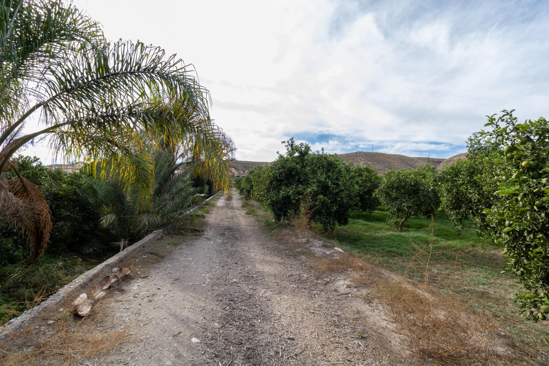 VENTA DE FINCA AGRÍCOLA EN SANTA FE DE MONDÚJAR – ALMERÍA en Santa Fe de Mondujar foto 5 VENTA DE FINCA AGRÍCOLA EN SANTA FE DE MONDÚJAR - ALMERÍA