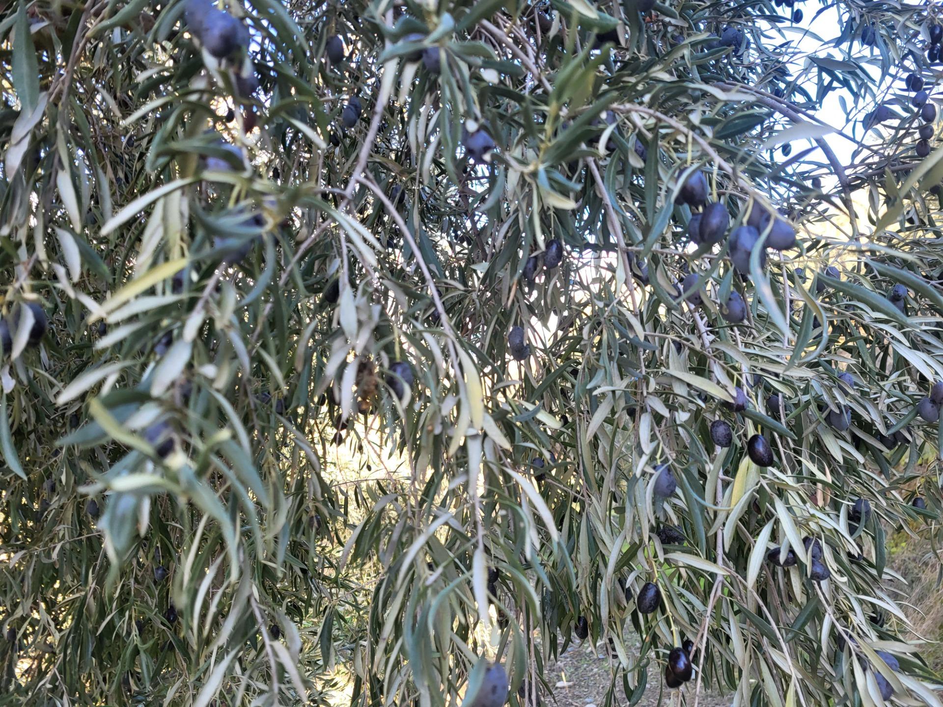 SE VENDE PARCELA CON 200 OLIVOS EN ABRUCENA .