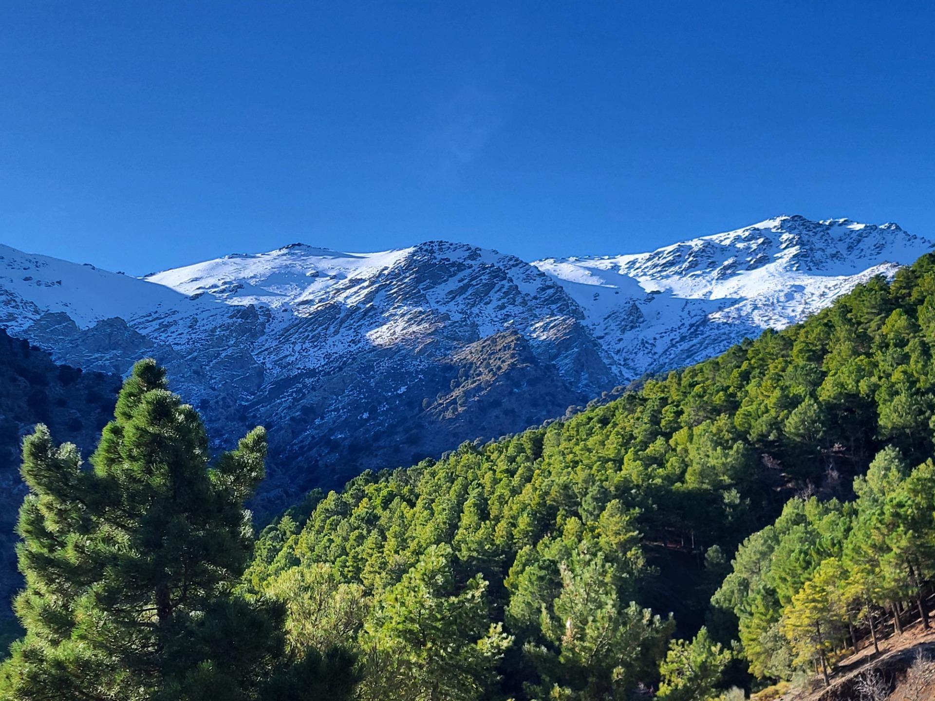 SE VENDE PARCELA CON 200 OLIVOS EN ABRUCENA .