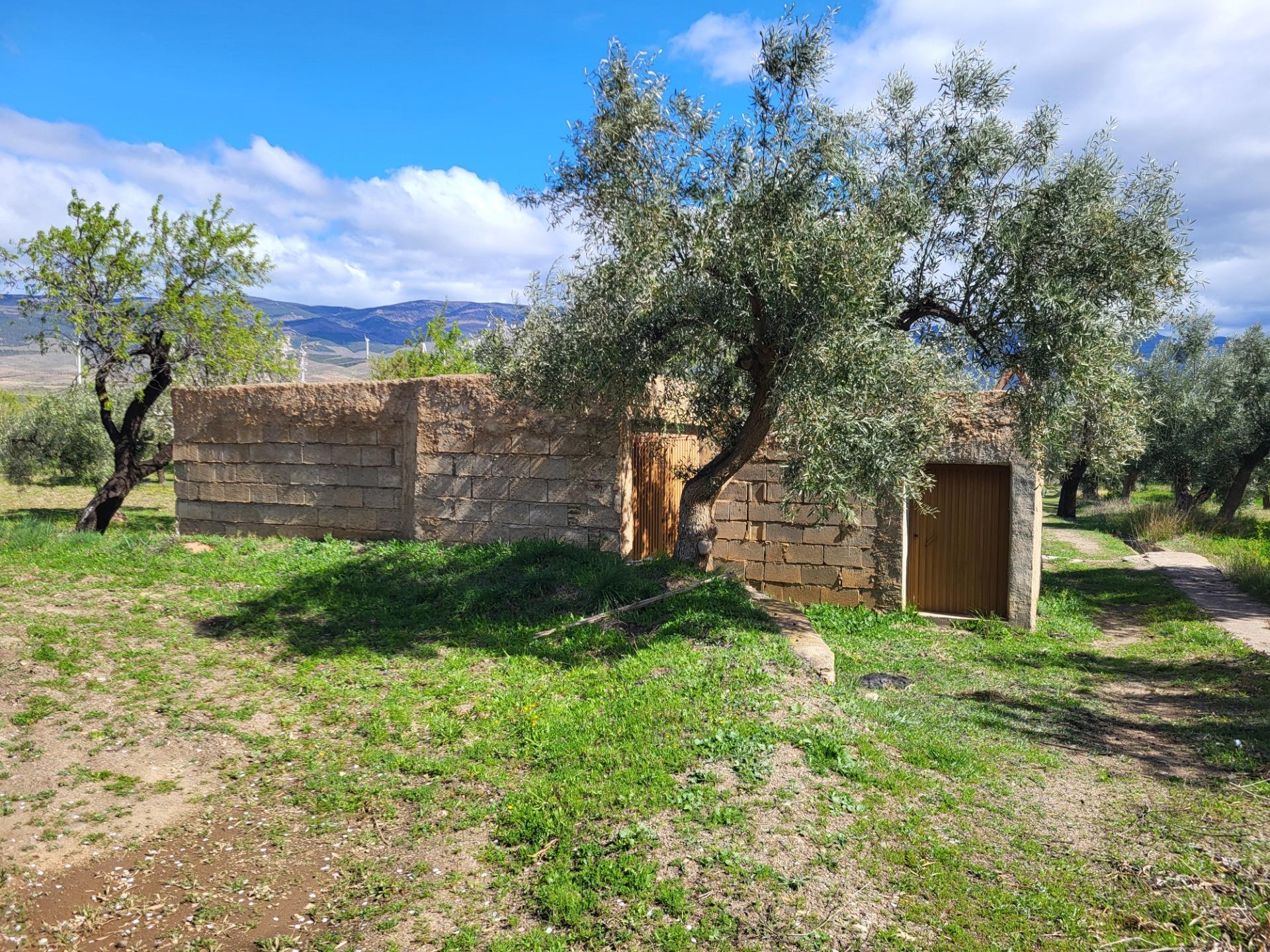 SE VENDE PARCELA DE OLIVOS CON ALMACEN DE APEROS