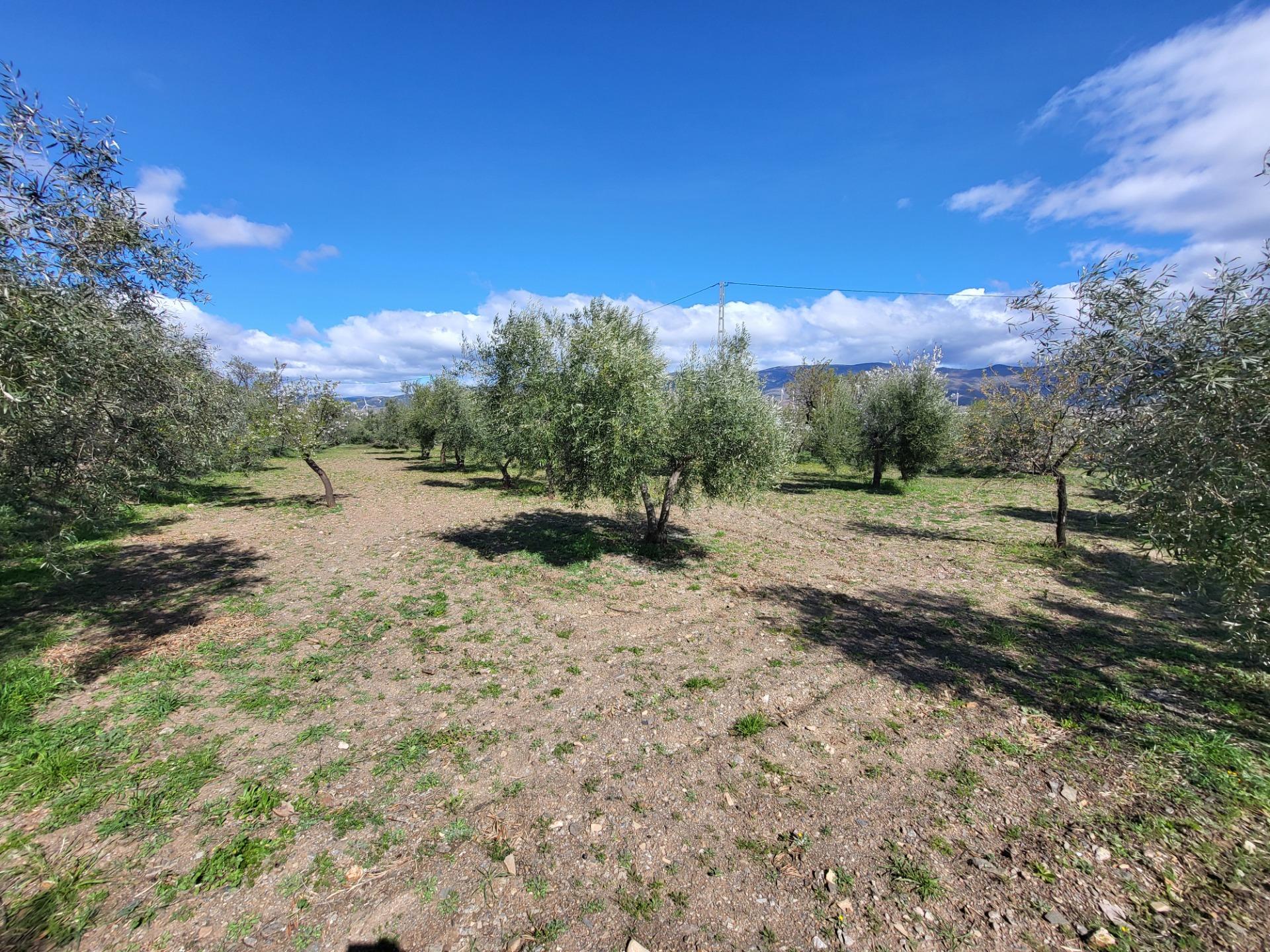 SE VENDE PARCELA DE OLIVOS CON ALMACEN DE APEROS