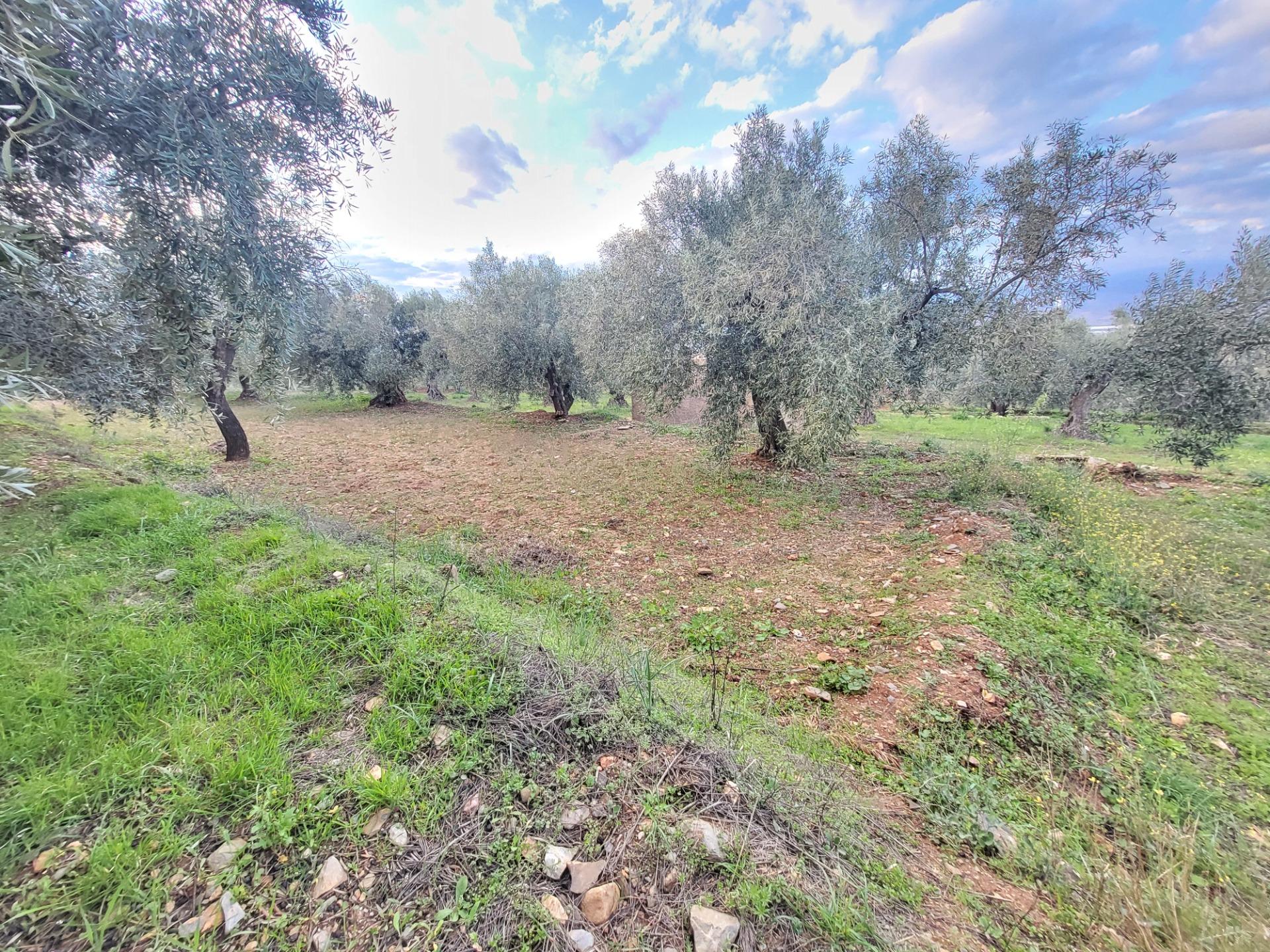 SE VENDE PARCELA DE OLIVOS EN ABRUCENA