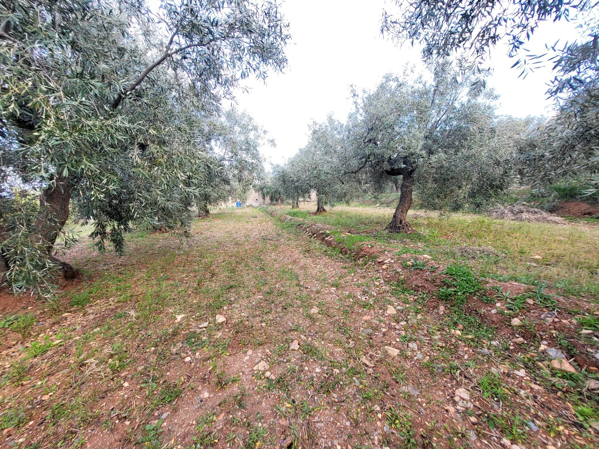 SE VENDE PARCELA DE OLIVOS EN ABRUCENA