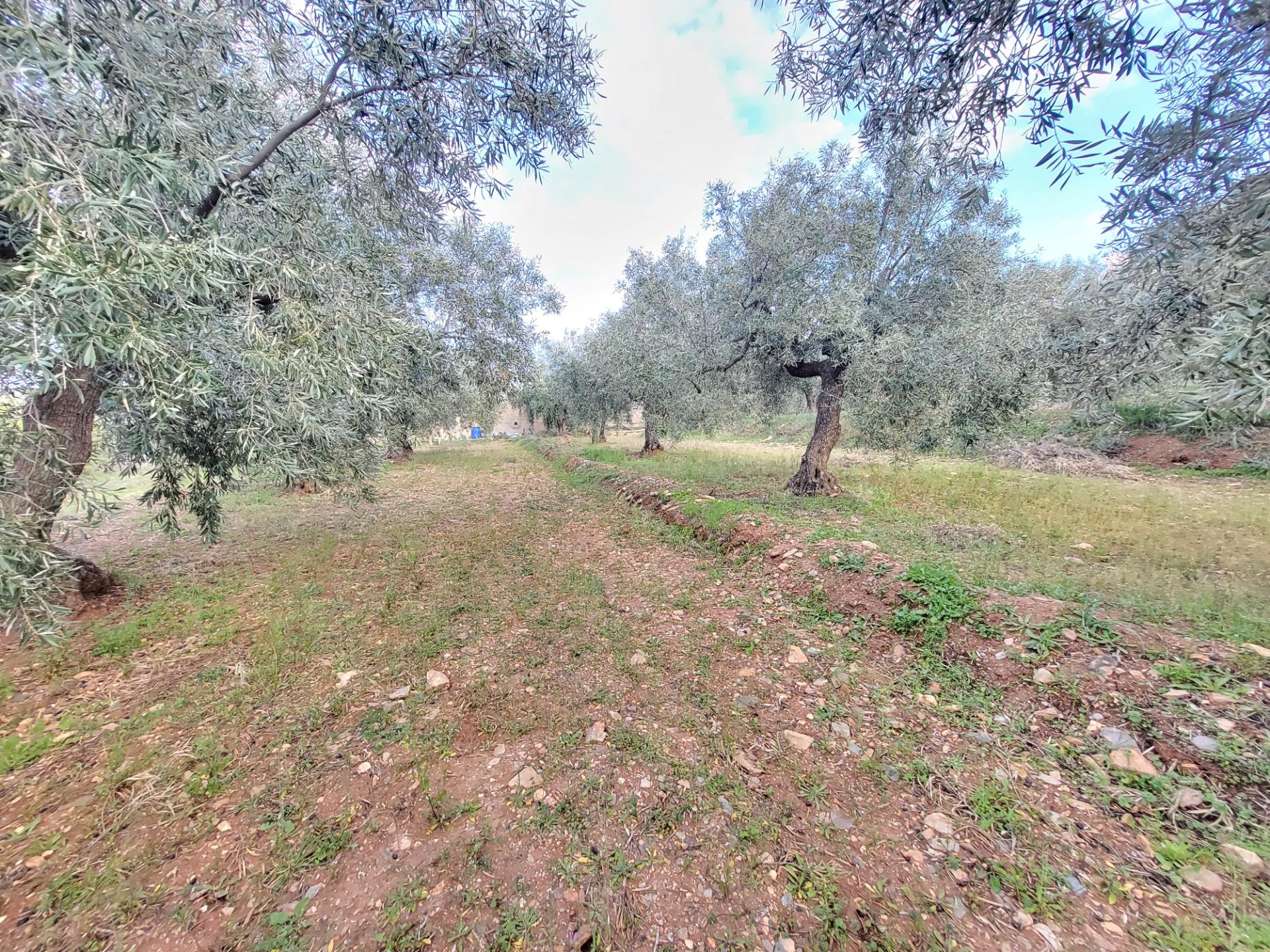 SE VENDE PARCELA DE OLIVOS EN ABRUCENA