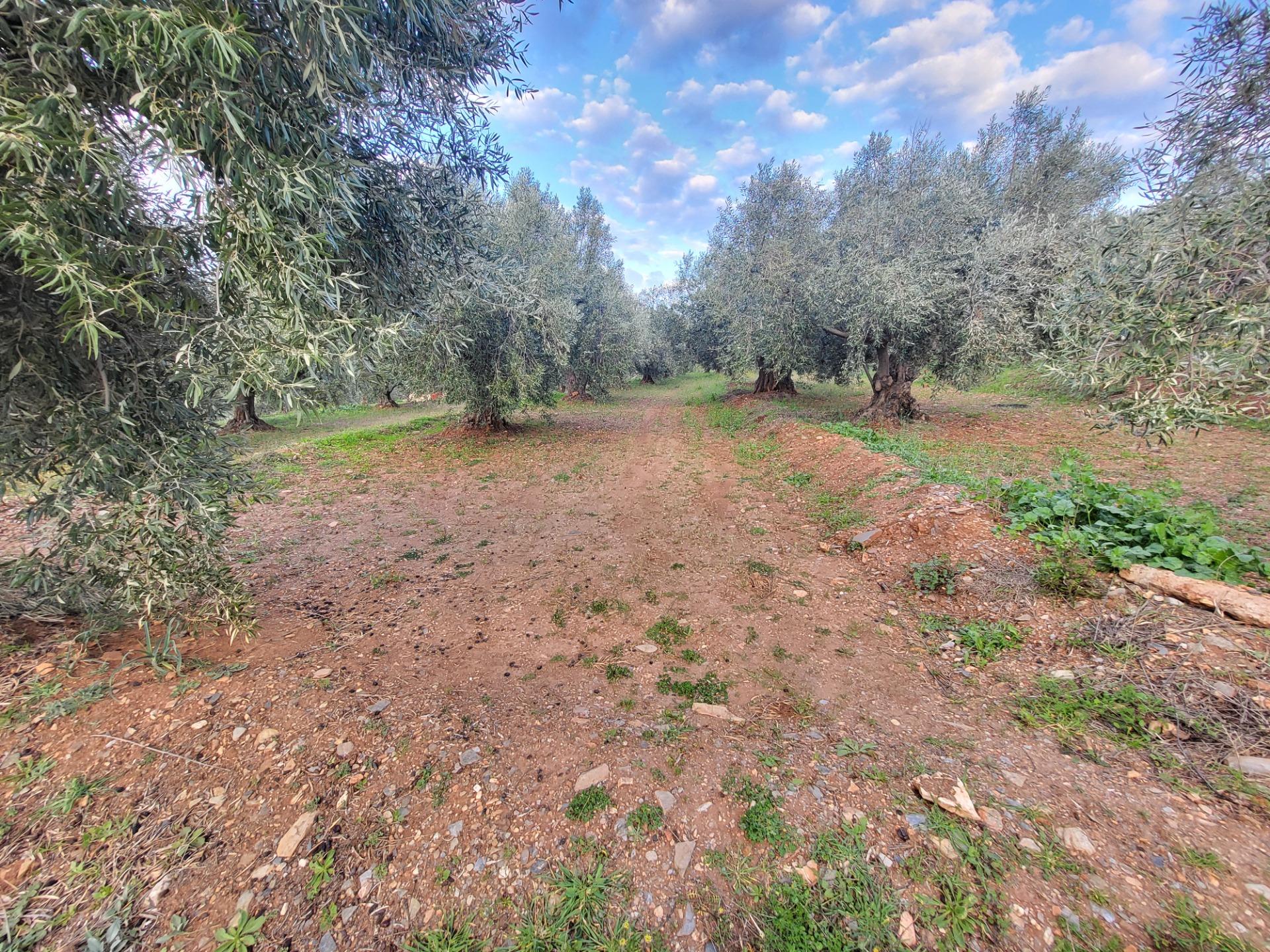 SE VENDE PARCELA DE OLIVOS EN ABRUCENA