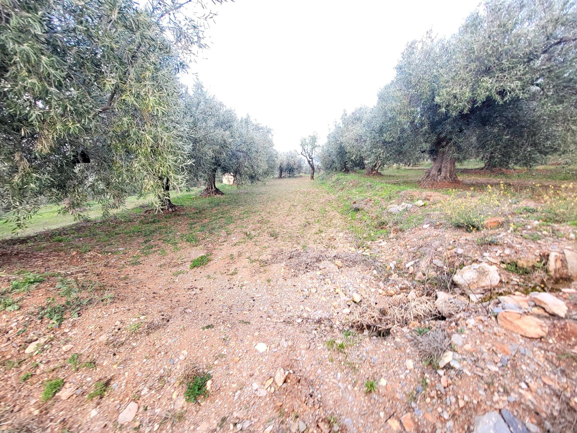 SE VENDE PARCELA DE OLIVOS EN ABRUCENA