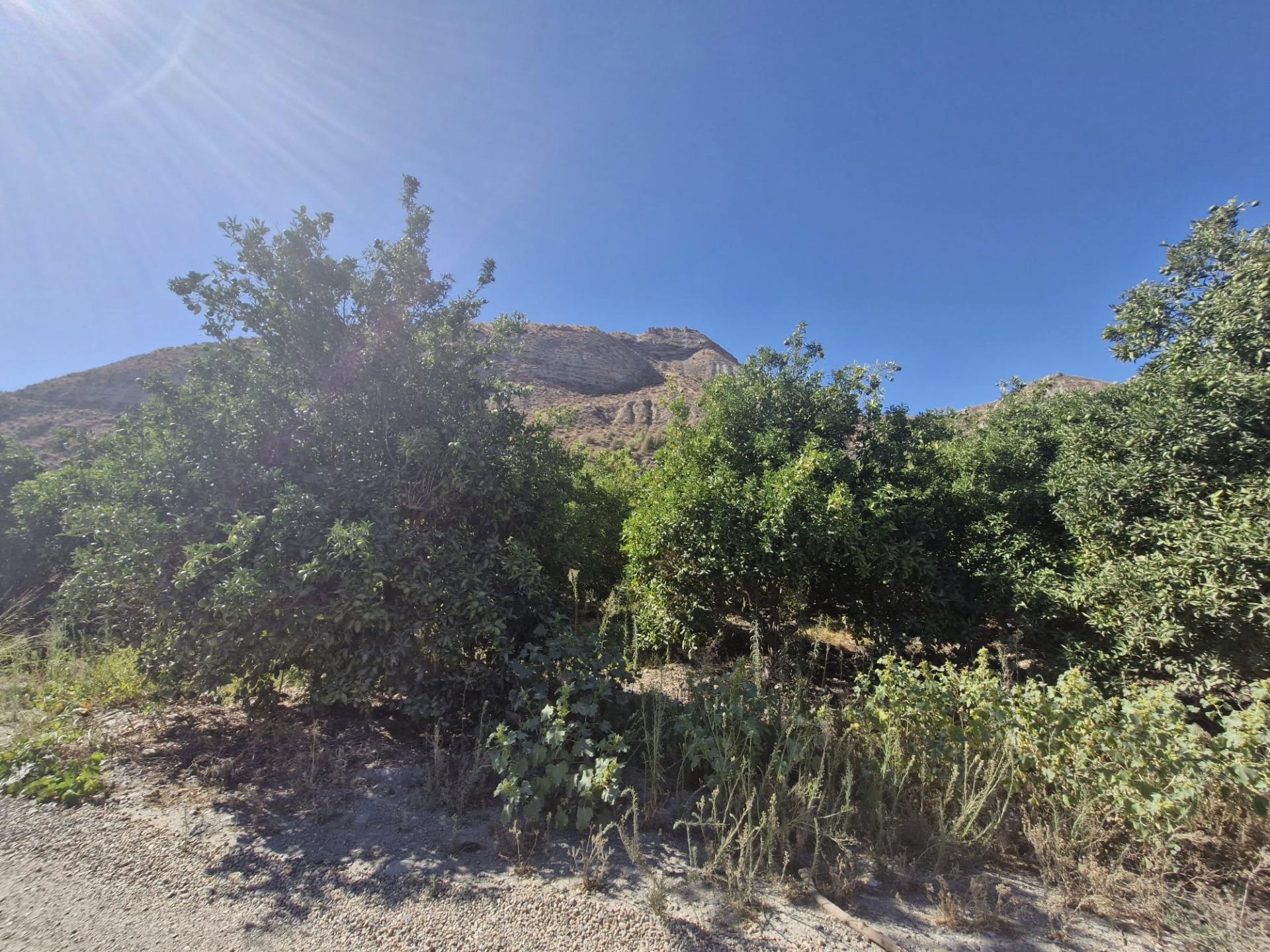 Parcela rústica en Terque – 2.700 m2 junto al río en Terque foto 2 Parcela rústica en Terque – 2.700 m2 junto al río