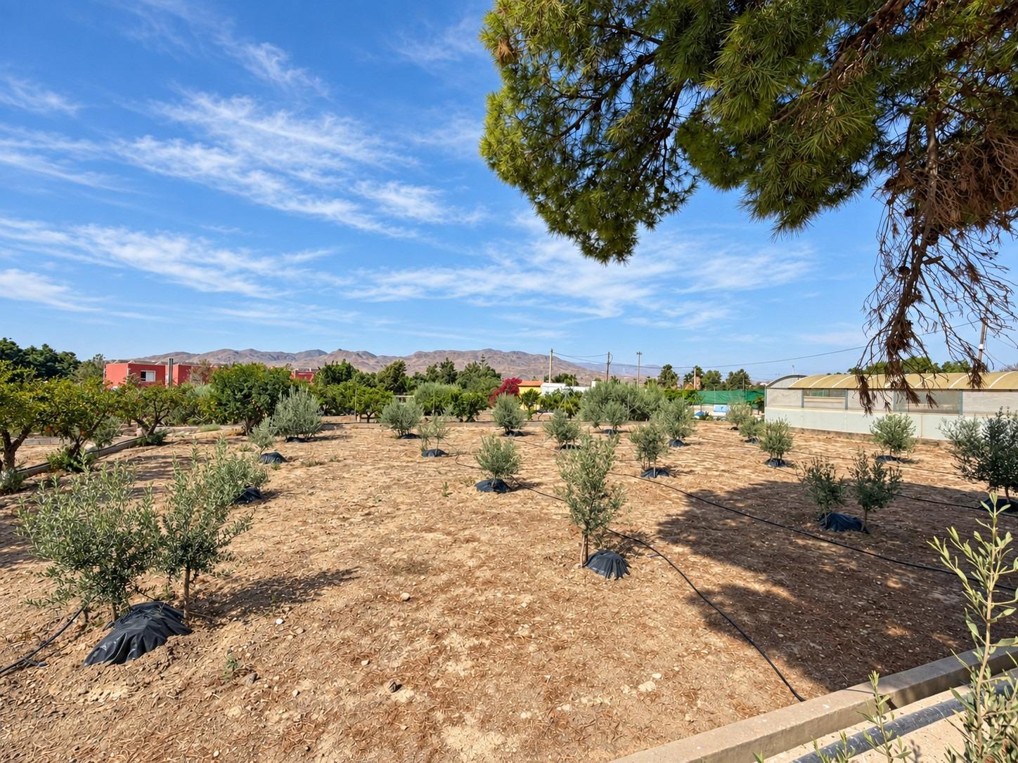 FINCA DE 3.000 M2 CON AMPLIA VIVIENDA